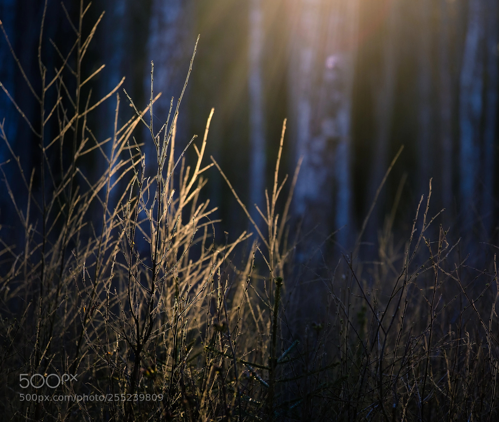 Fujifilm X-T20 sample photo. That golden light photography
