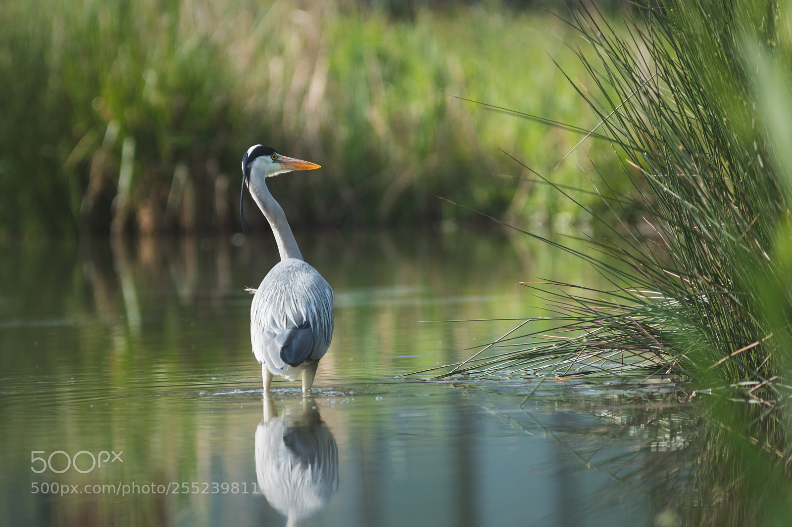 Canon EOS 80D sample photo. En chasse photography