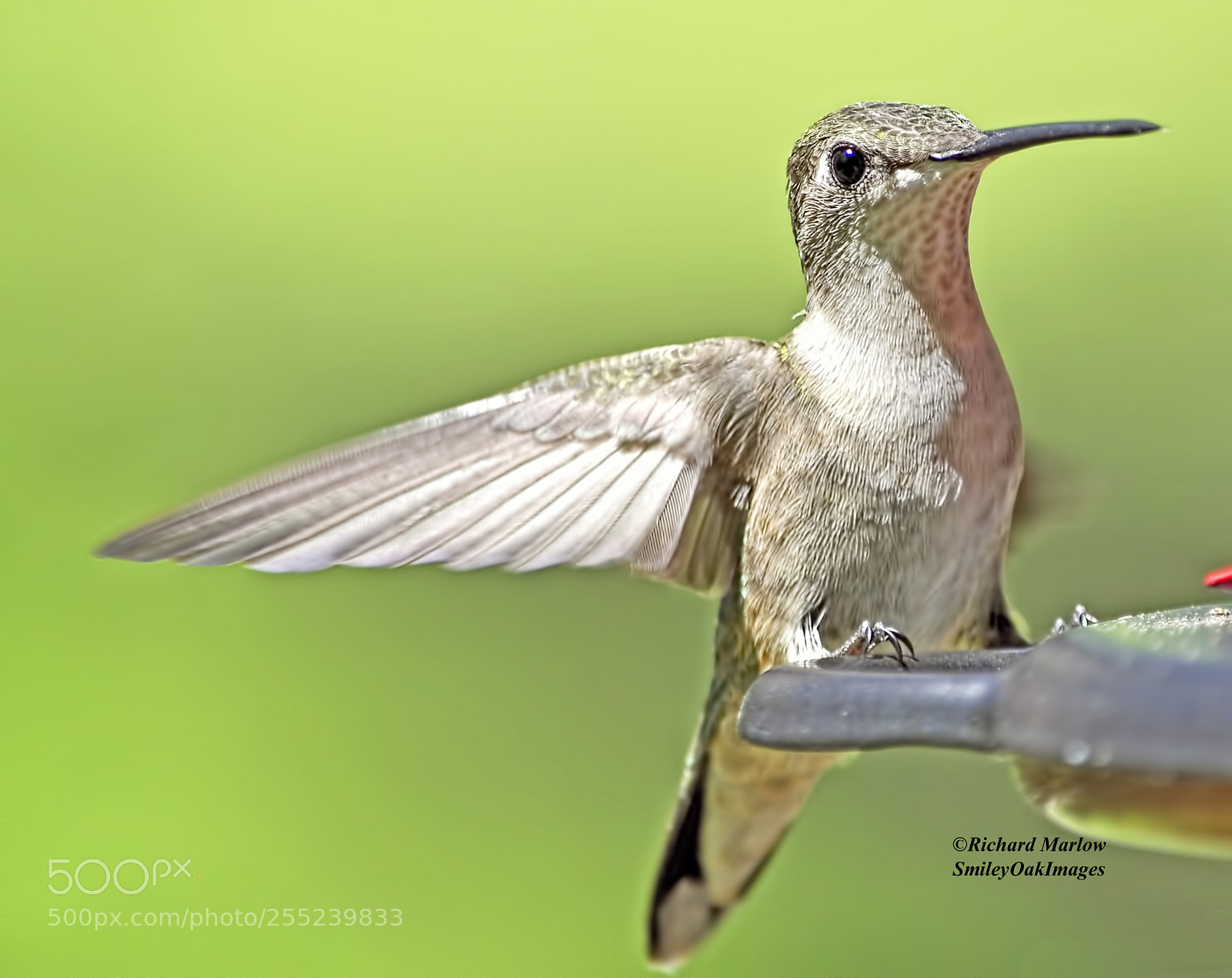 Nikon D5000 sample photo. Hummingbird photography