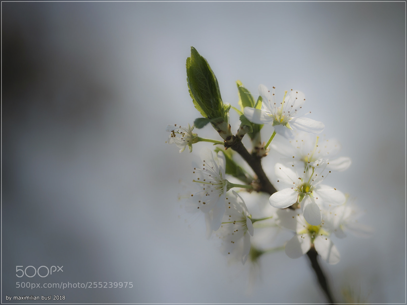 Nikon D850 sample photo. Spring in backlight photography