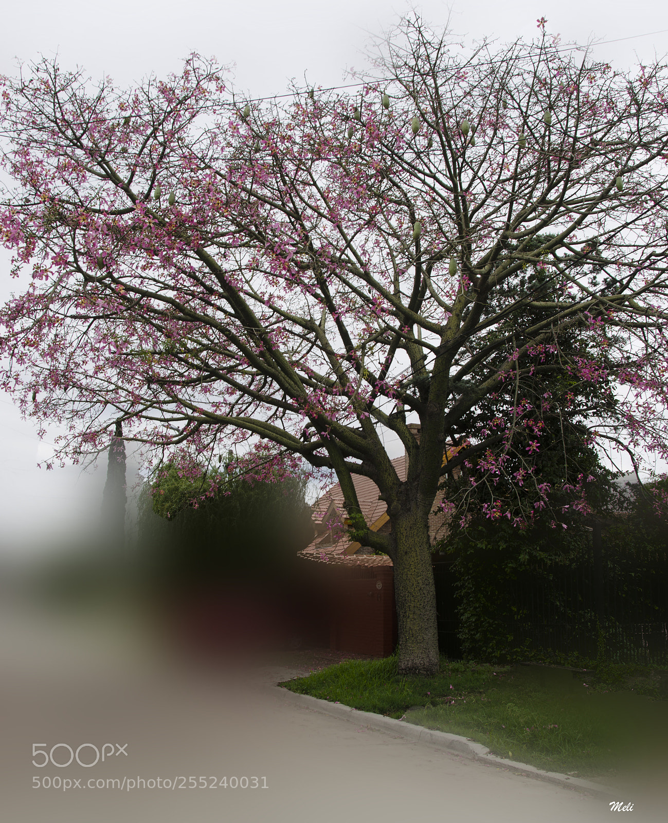 Nikon D5100 sample photo. Palos borrachos photography
