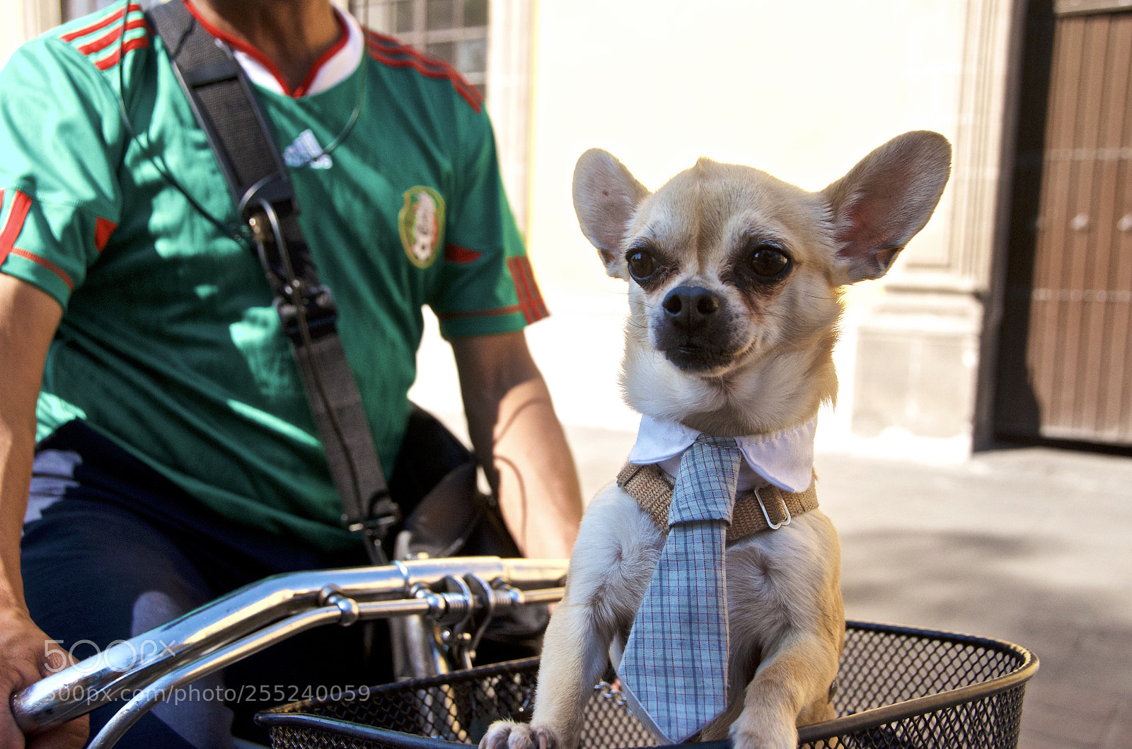 Nikon D7000 sample photo. Chihuahua photography
