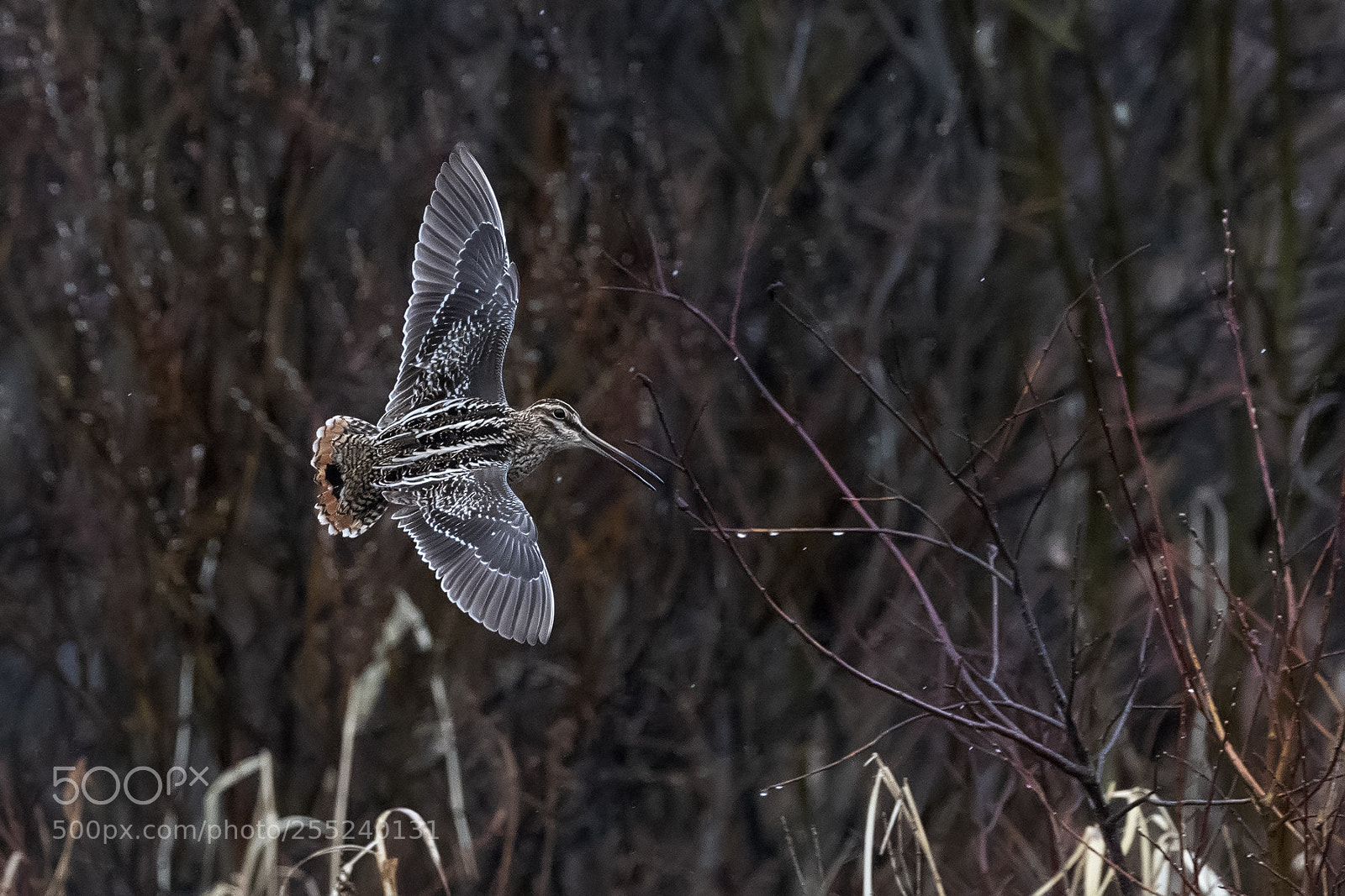 Nikon D850 sample photo. Wilson snipe photography