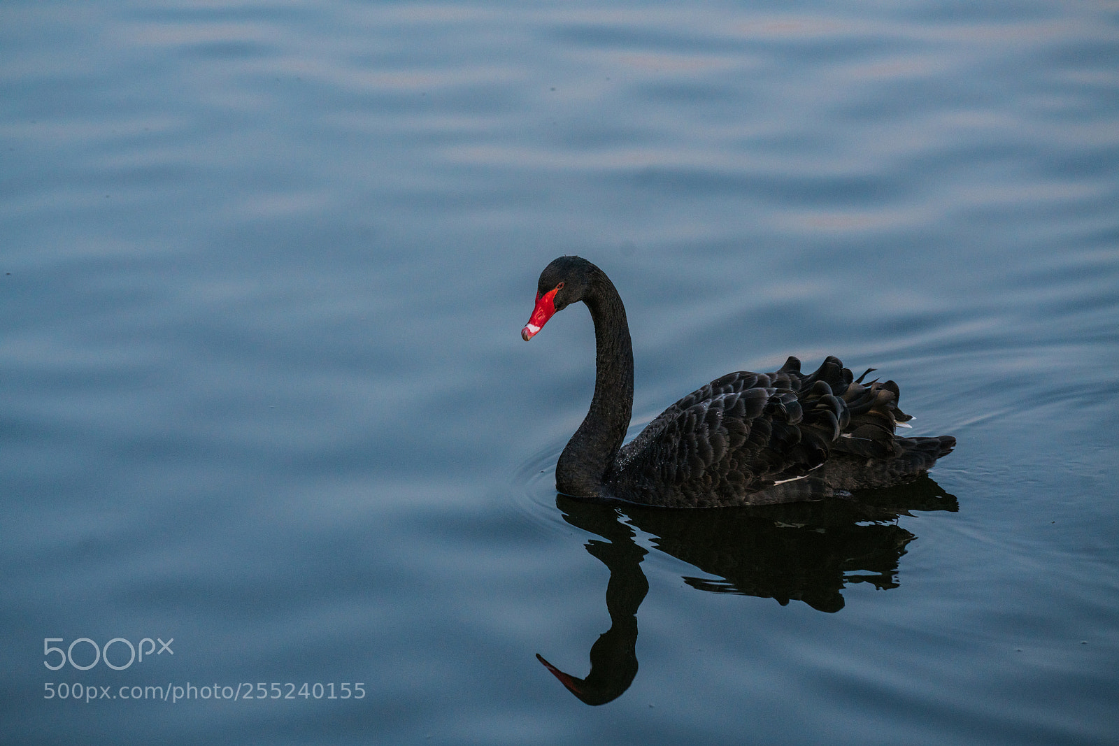Sony a7R II sample photo. Swan photography