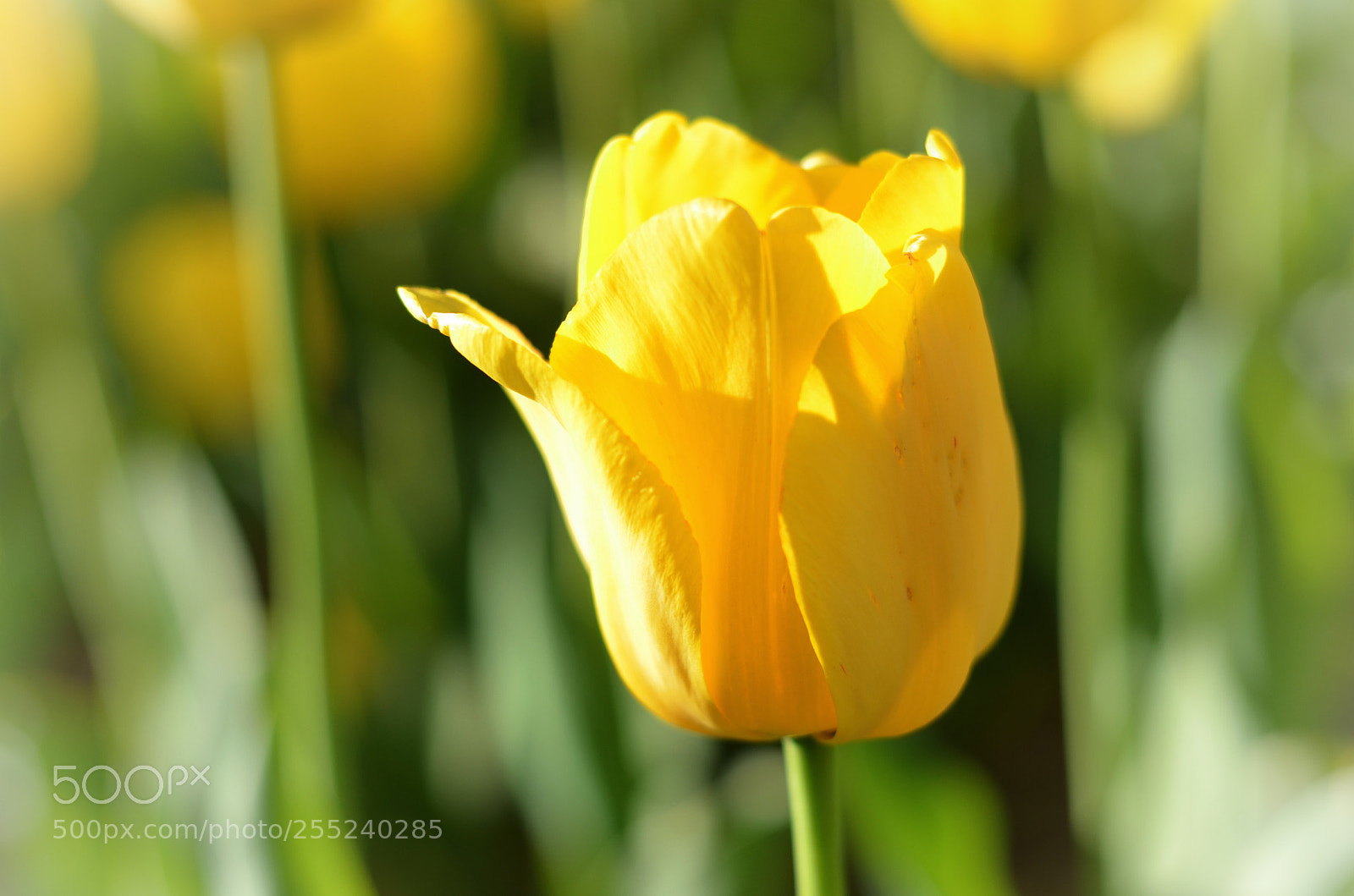 Nikon D5100 sample photo. Tulip yellow photography