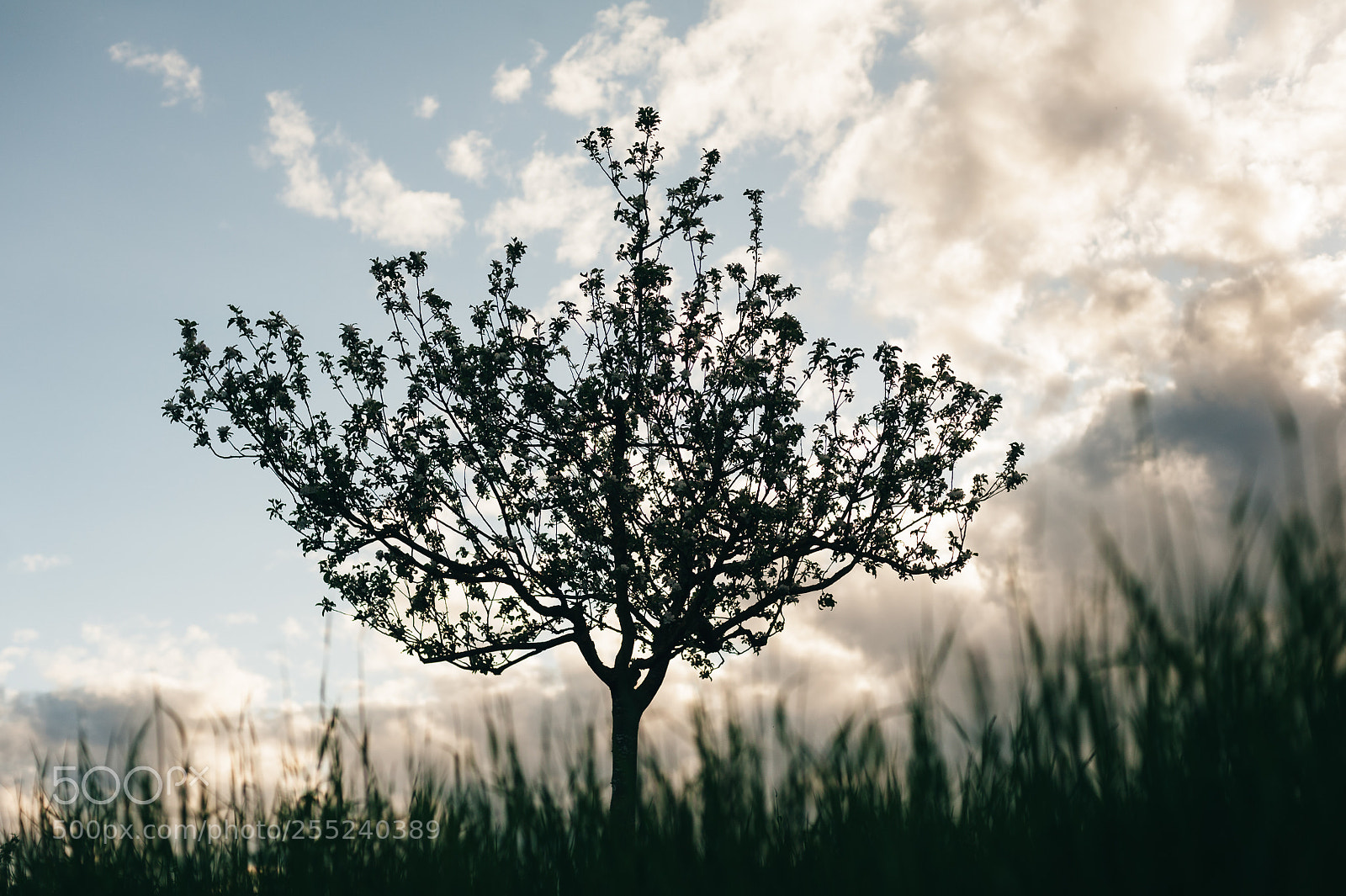 Nikon D700 sample photo. Spring evening photography