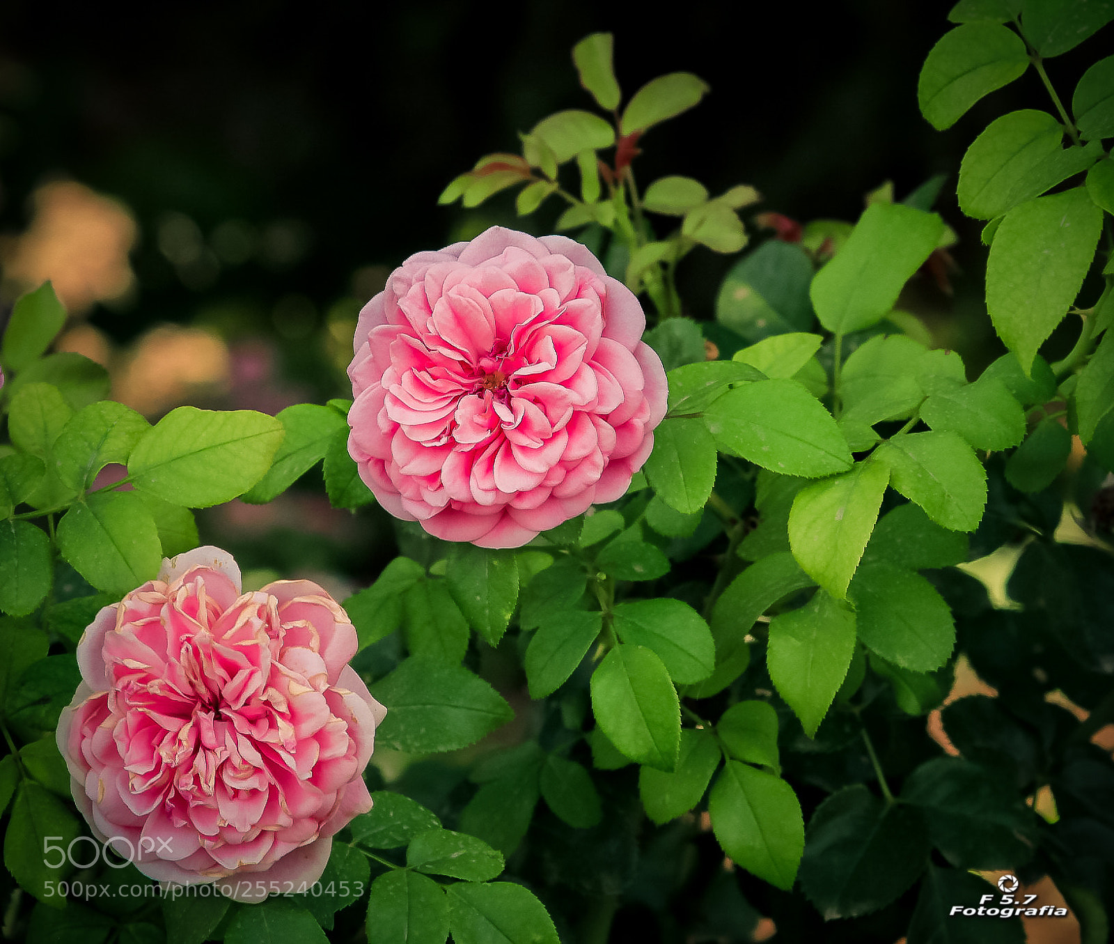 Canon EOS 7D sample photo. Flores de alhambra 2 photography
