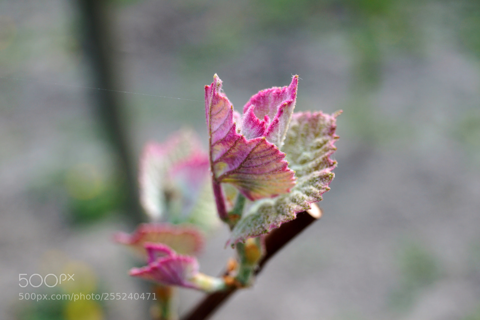 Sony SLT-A68 sample photo. A new life photography