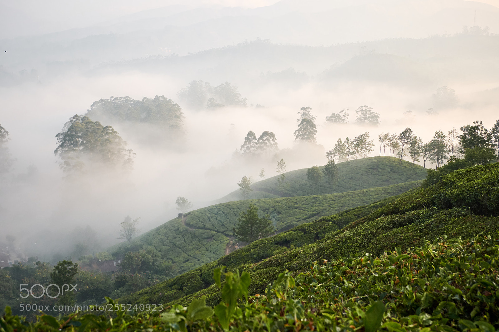 Fujifilm X-T20 sample photo. Munnar tea photography