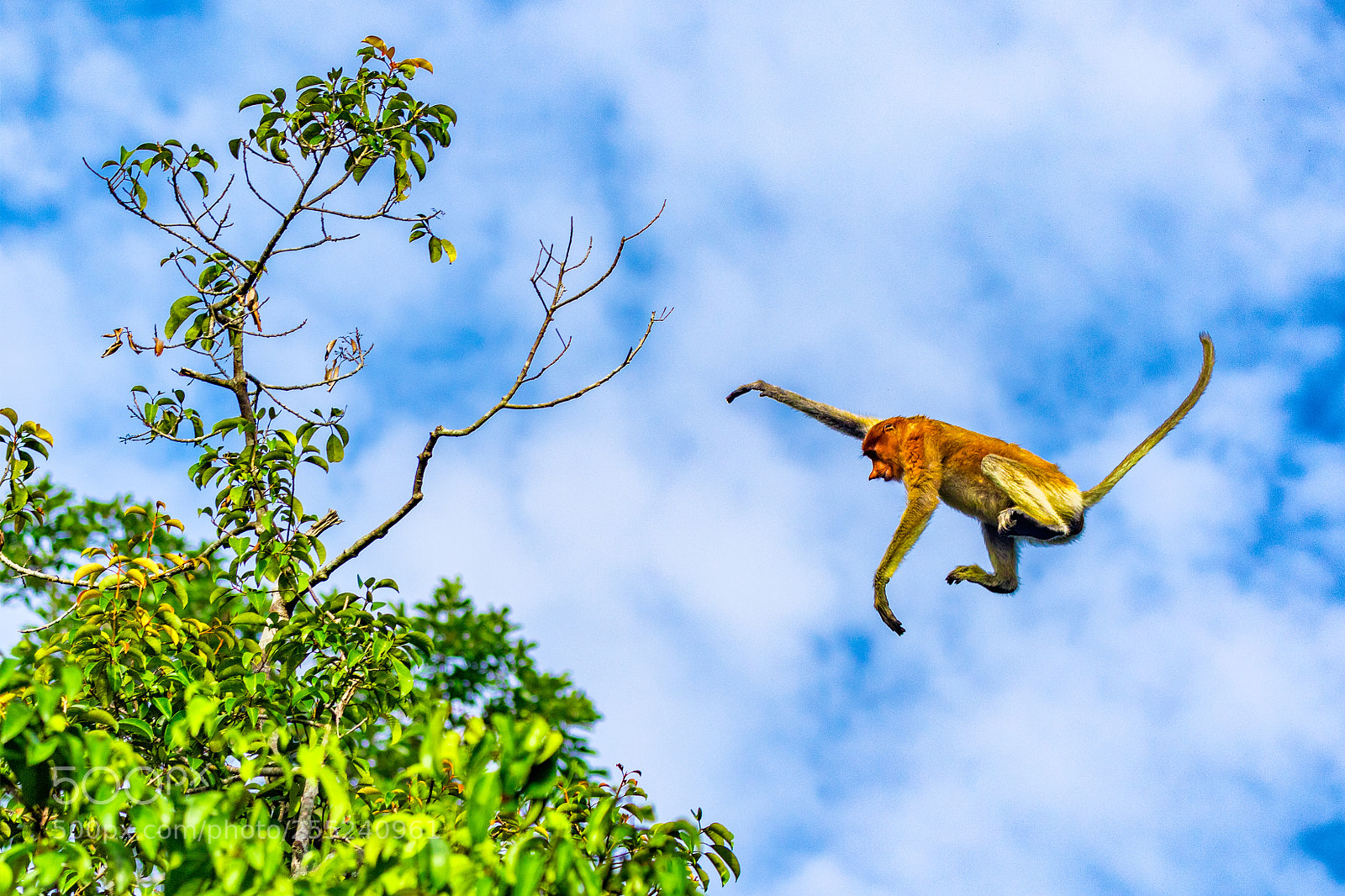 Canon EOS 7D Mark II sample photo. Flying monkey photography