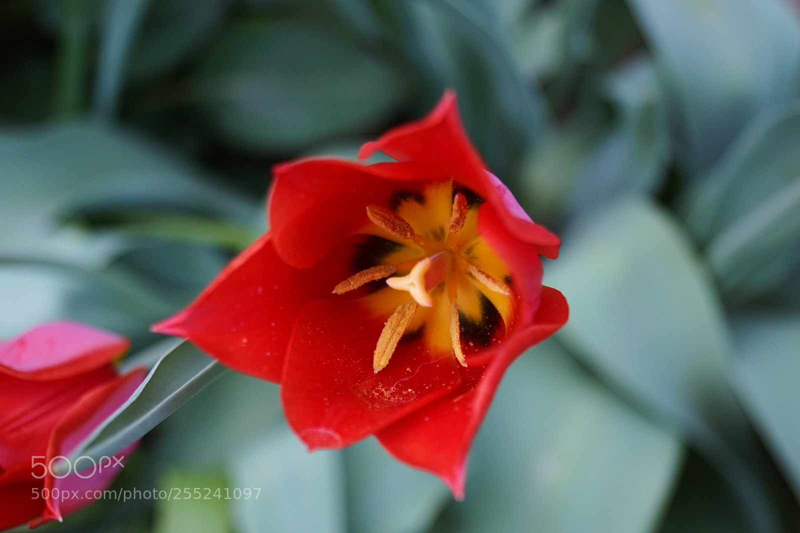 Sony SLT-A68 sample photo. Red and green photography