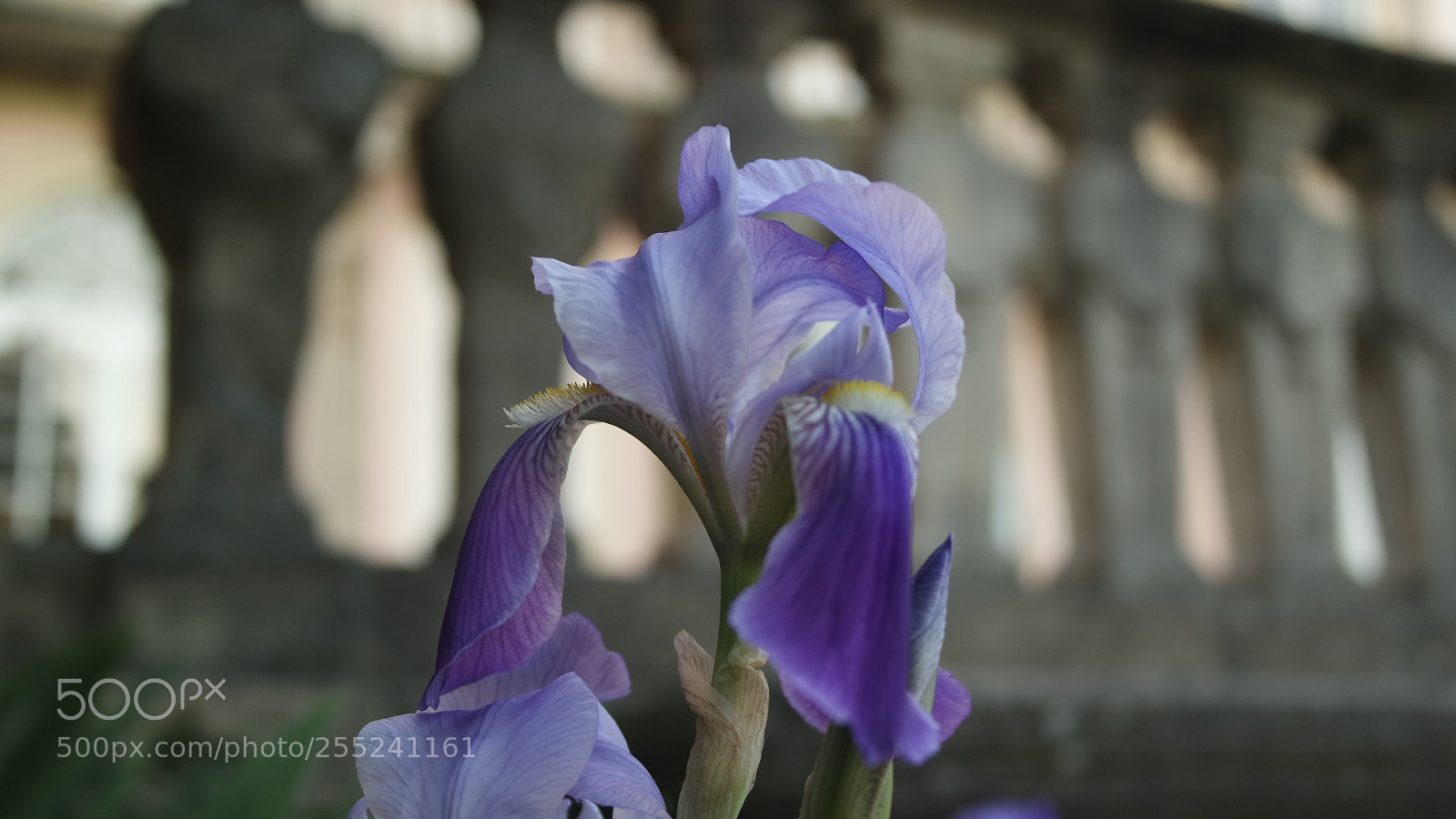 Samsung NX3000 sample photo. Renaissance iris photography