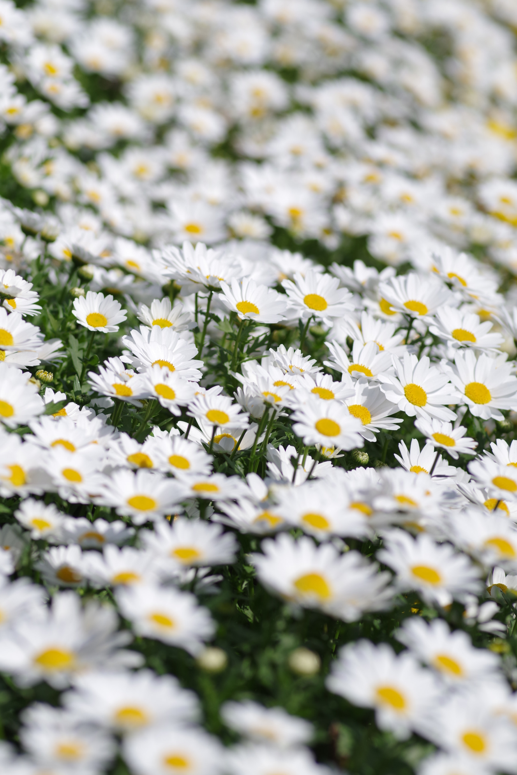 Pentax K-S2 + Pentax smc D-FA 100mm F2.8 Macro WR sample photo. Marguerite 2018 #1 photography