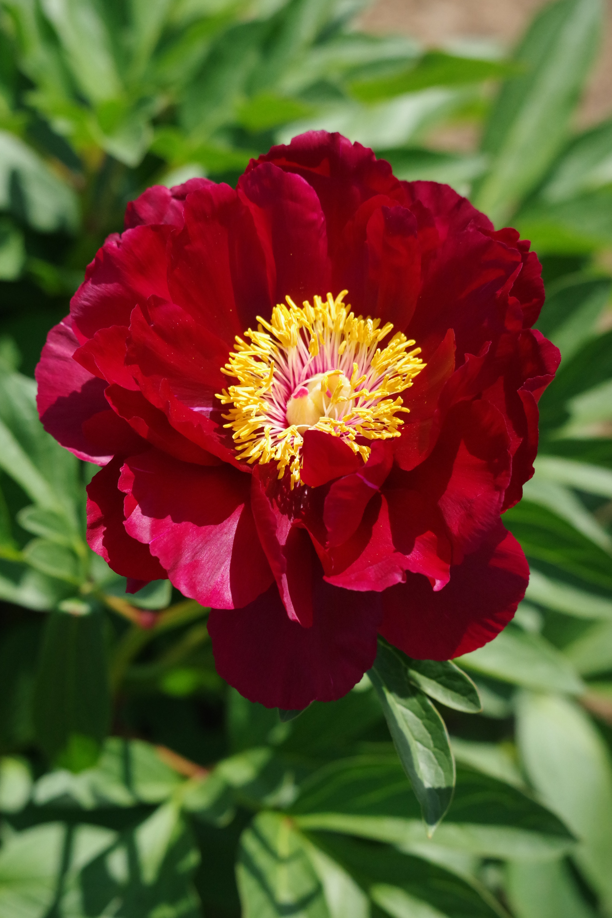 Pentax K-70 sample photo. Chinese peony 2018 #2 photography
