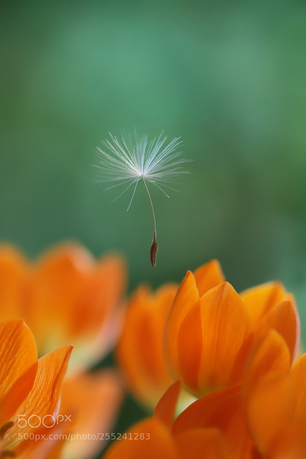 Canon EOS 6D Mark II sample photo. I will not leave photography