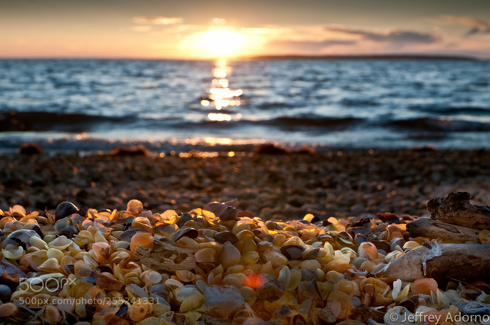Nikon D300S sample photo. Sea shell beauty photography