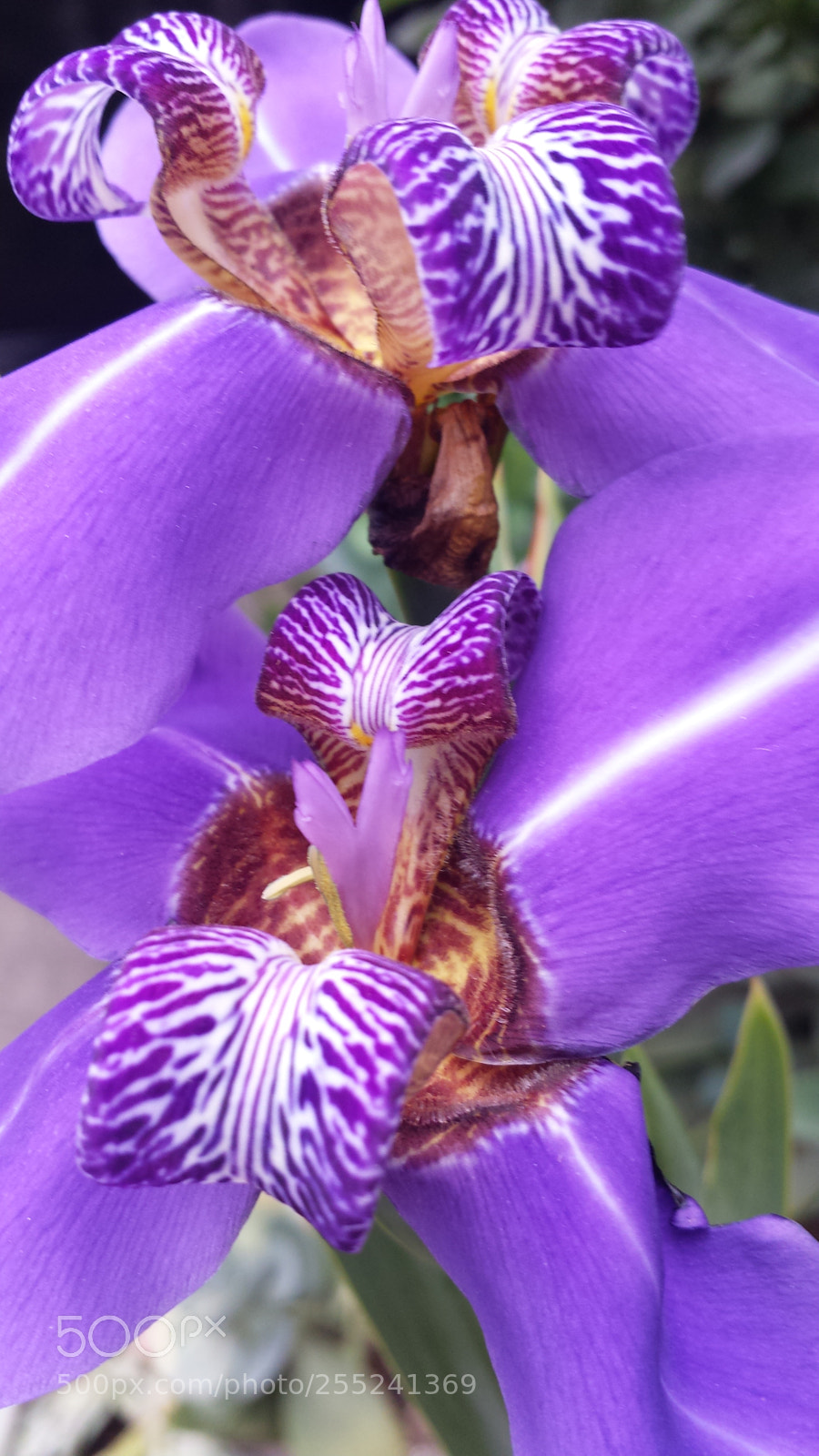 Samsung Galaxy S4 sample photo. Lirio photography