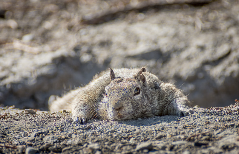 Nikon D7200 sample photo. Ninja squirrel photography