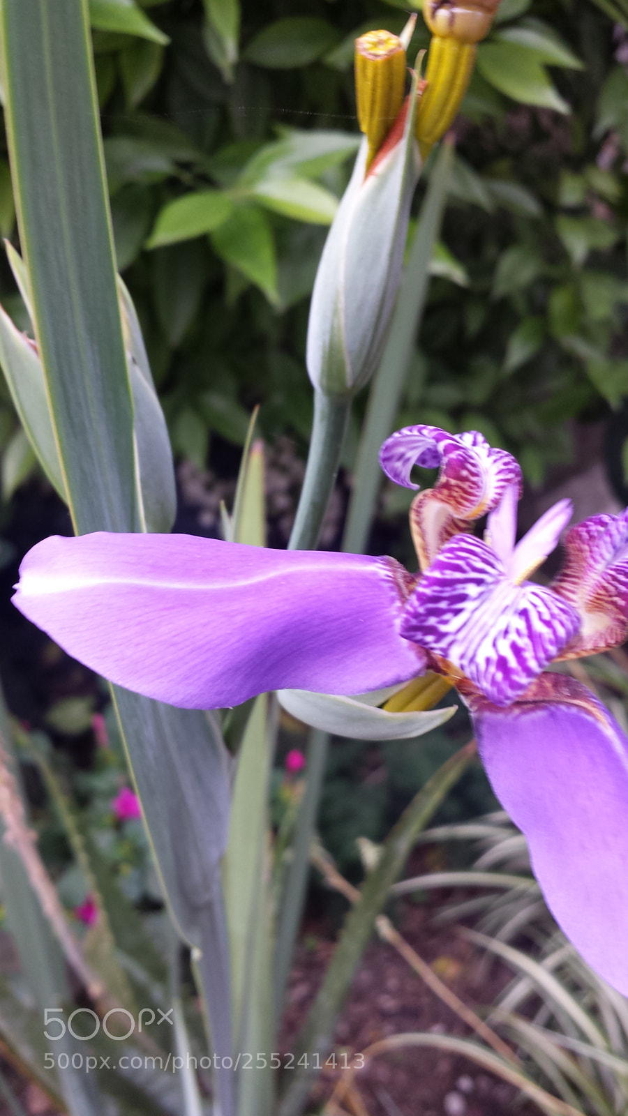 Samsung Galaxy S4 sample photo. Iris 2 photography