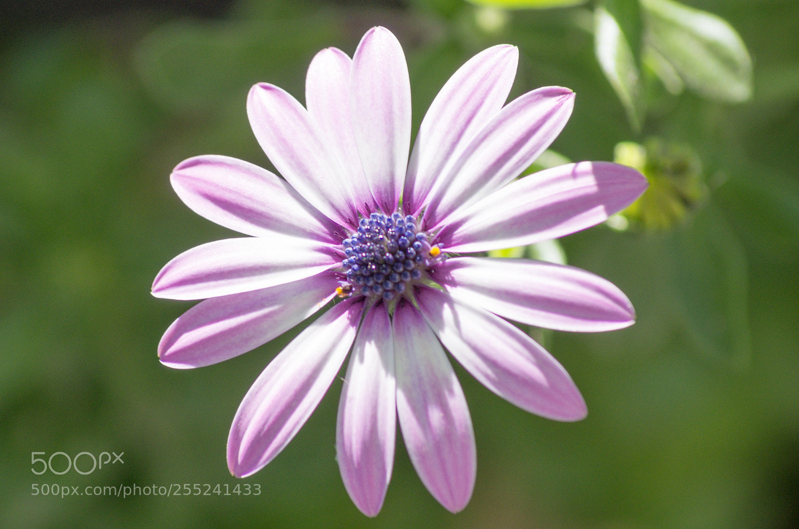 Pentax K-5 sample photo. Untitled photography