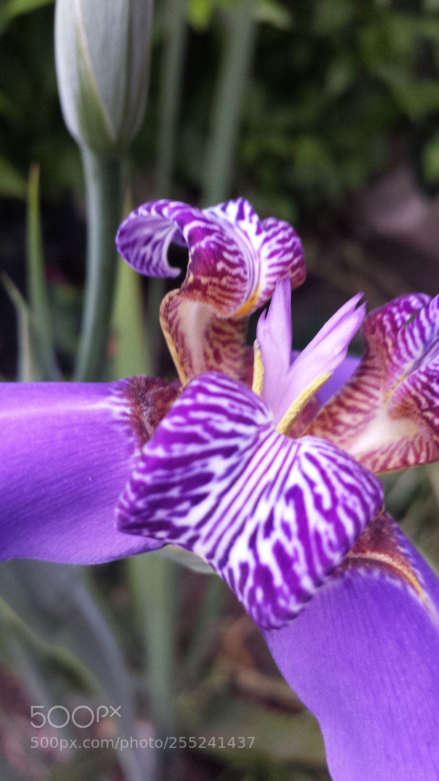 Samsung Galaxy S4 sample photo. Iris 3 photography