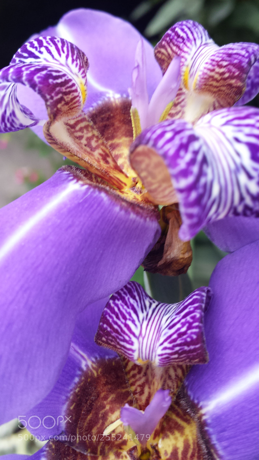 Samsung Galaxy S4 sample photo. Duo photography
