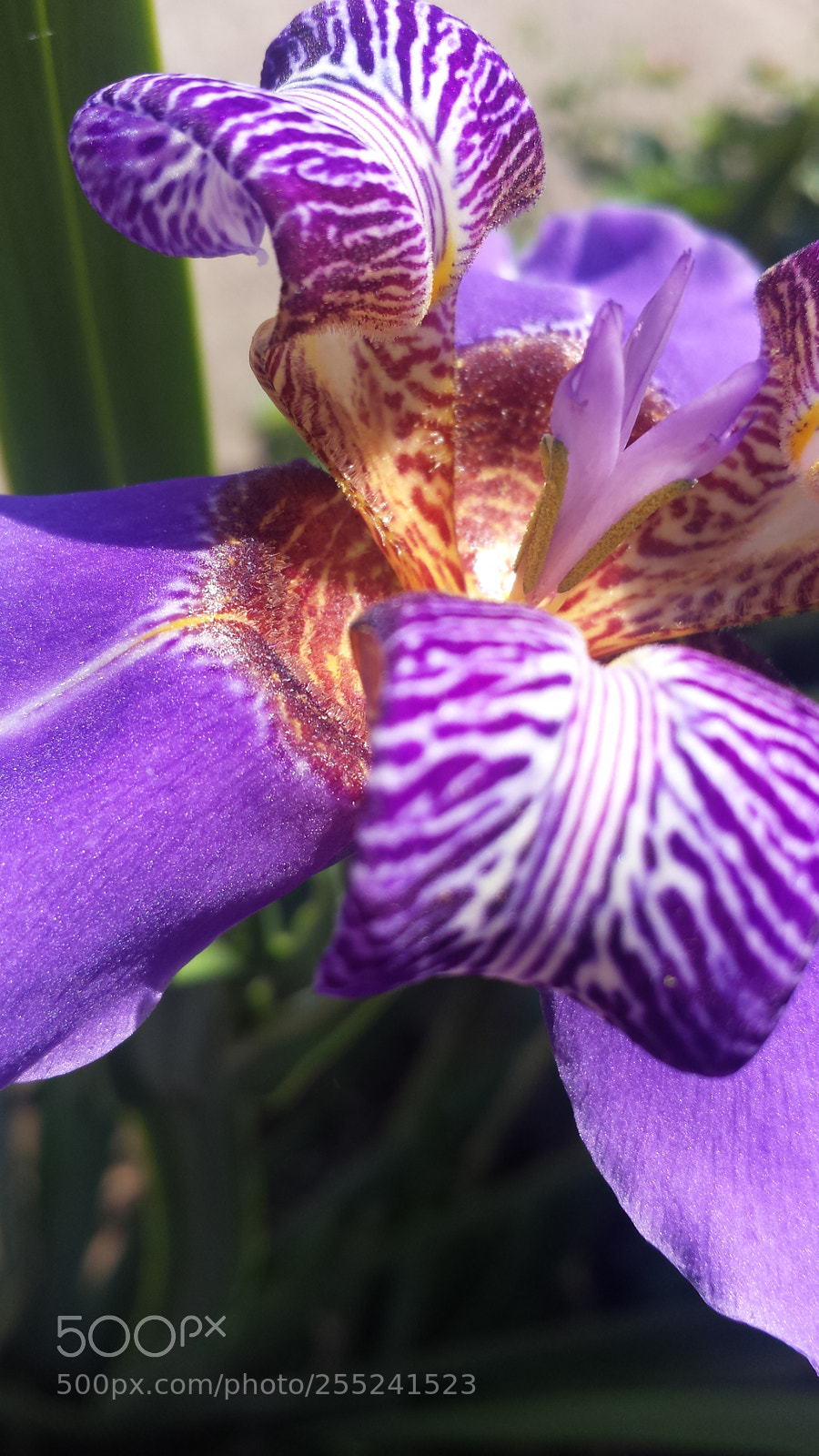 Samsung Galaxy S4 sample photo. Beauty photography
