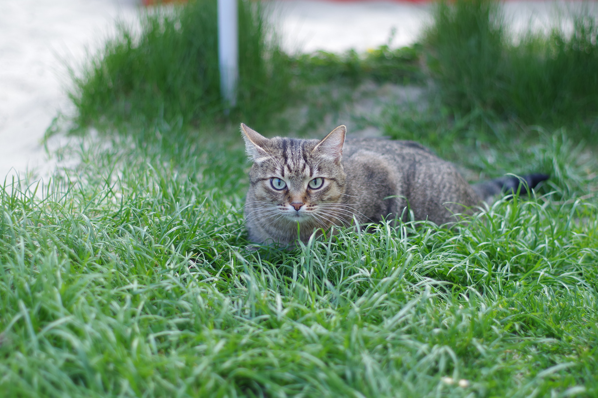 Pentax K-S2 + Pentax smc FA 50mm F1.4 sample photo. Imgp photography