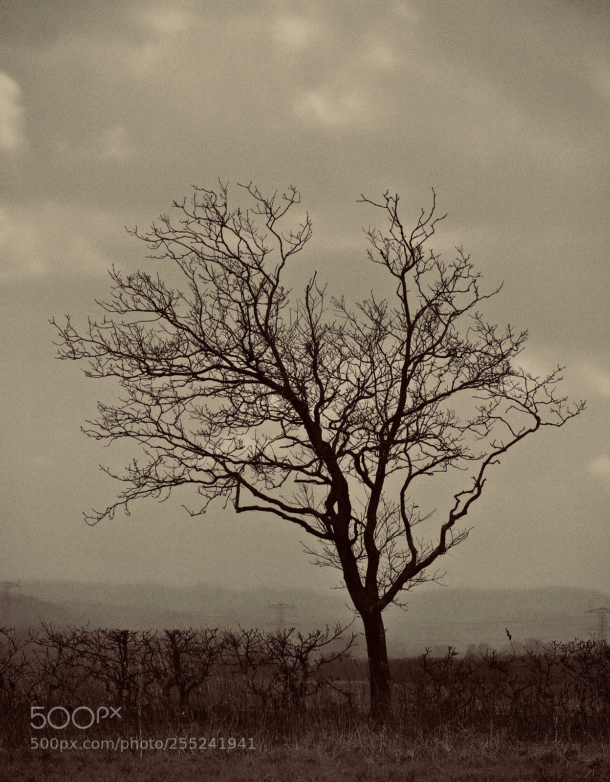 Panasonic Lumix DMC-GH4 sample photo. Overcast photography