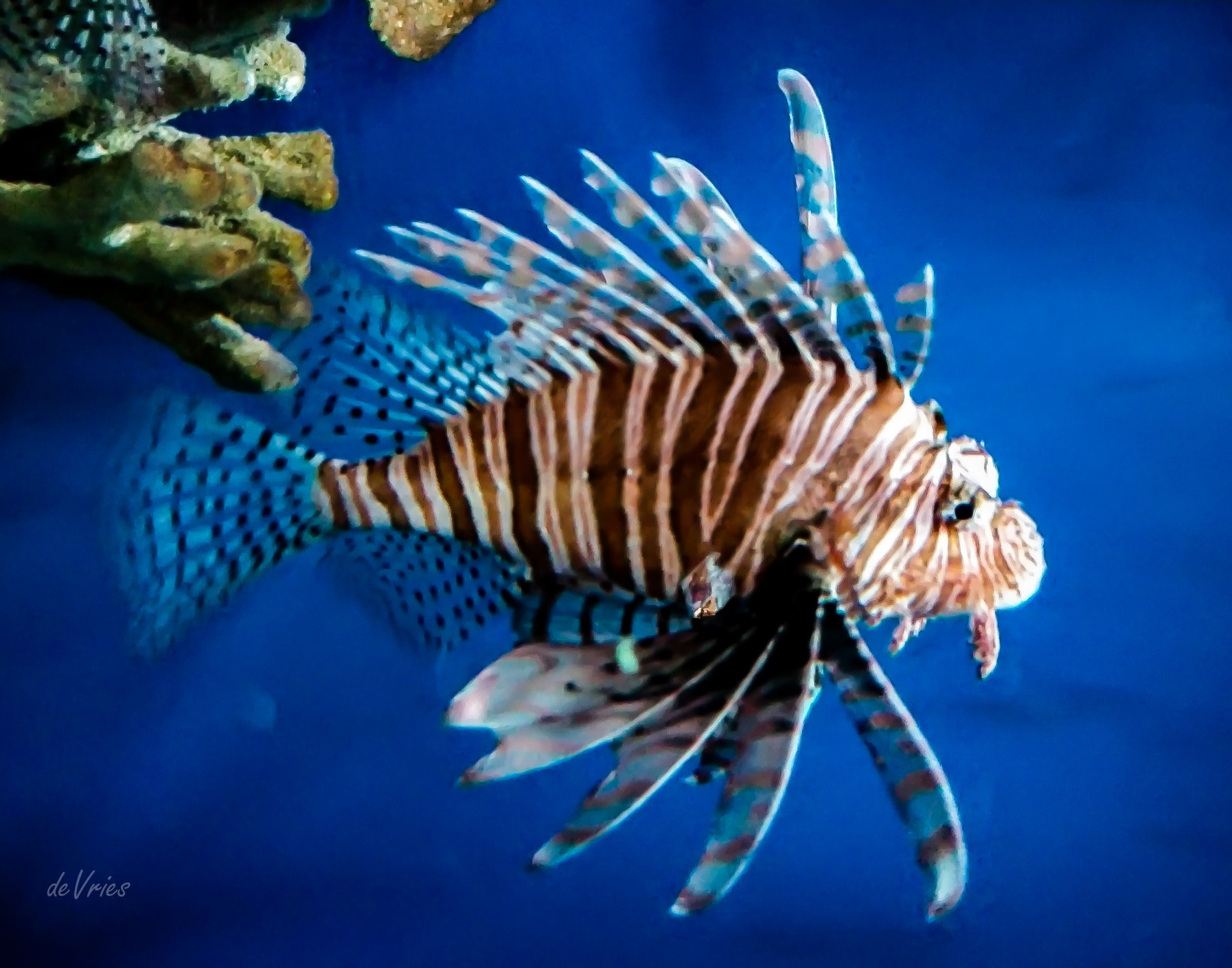 Motorola Moto Z (2) sample photo. Lionfish . . . photography