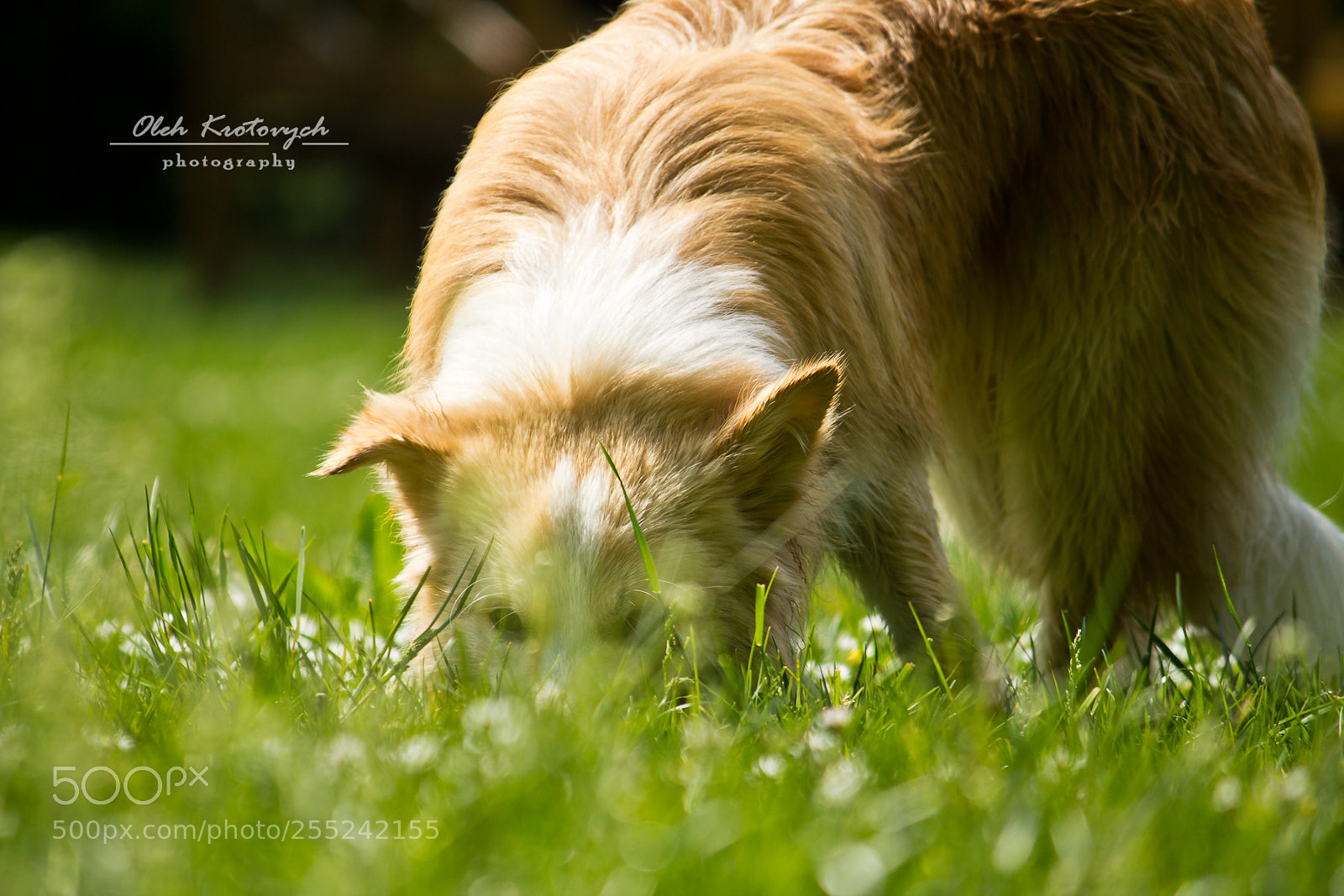 Canon EOS 600D (Rebel EOS T3i / EOS Kiss X5) sample photo. Charlie, the border collie photography