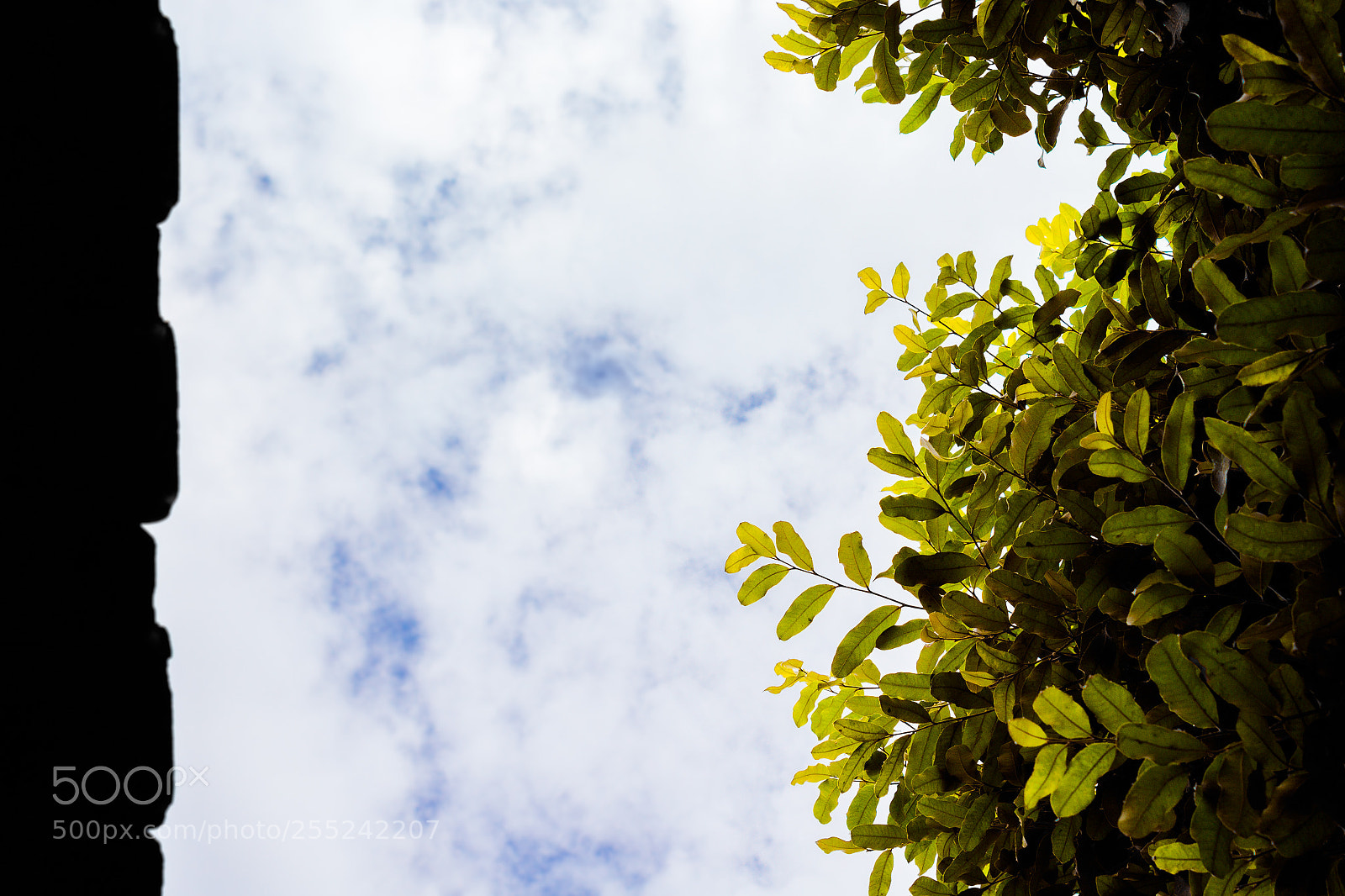 Canon EOS 1200D (EOS Rebel T5 / EOS Kiss X70 / EOS Hi) sample photo. Leaf on the sky photography