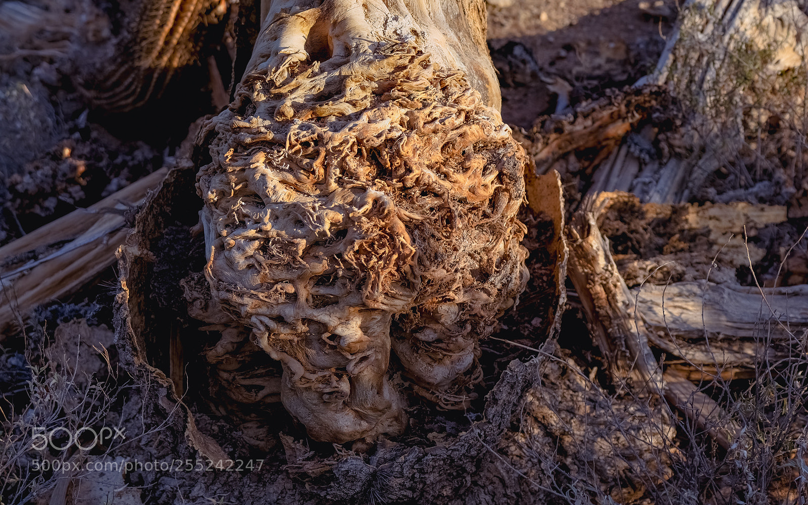 Canon EOS 7D sample photo. Remnant of a giant photography