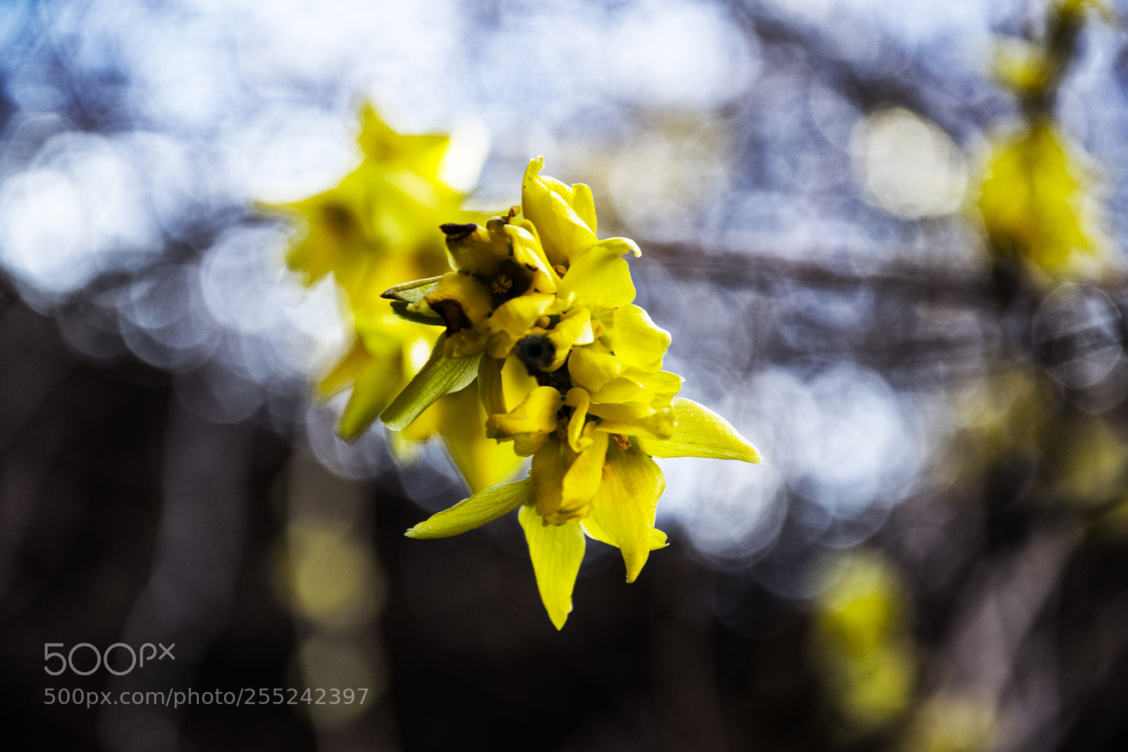 Nikon D5300 sample photo. Yellow photography