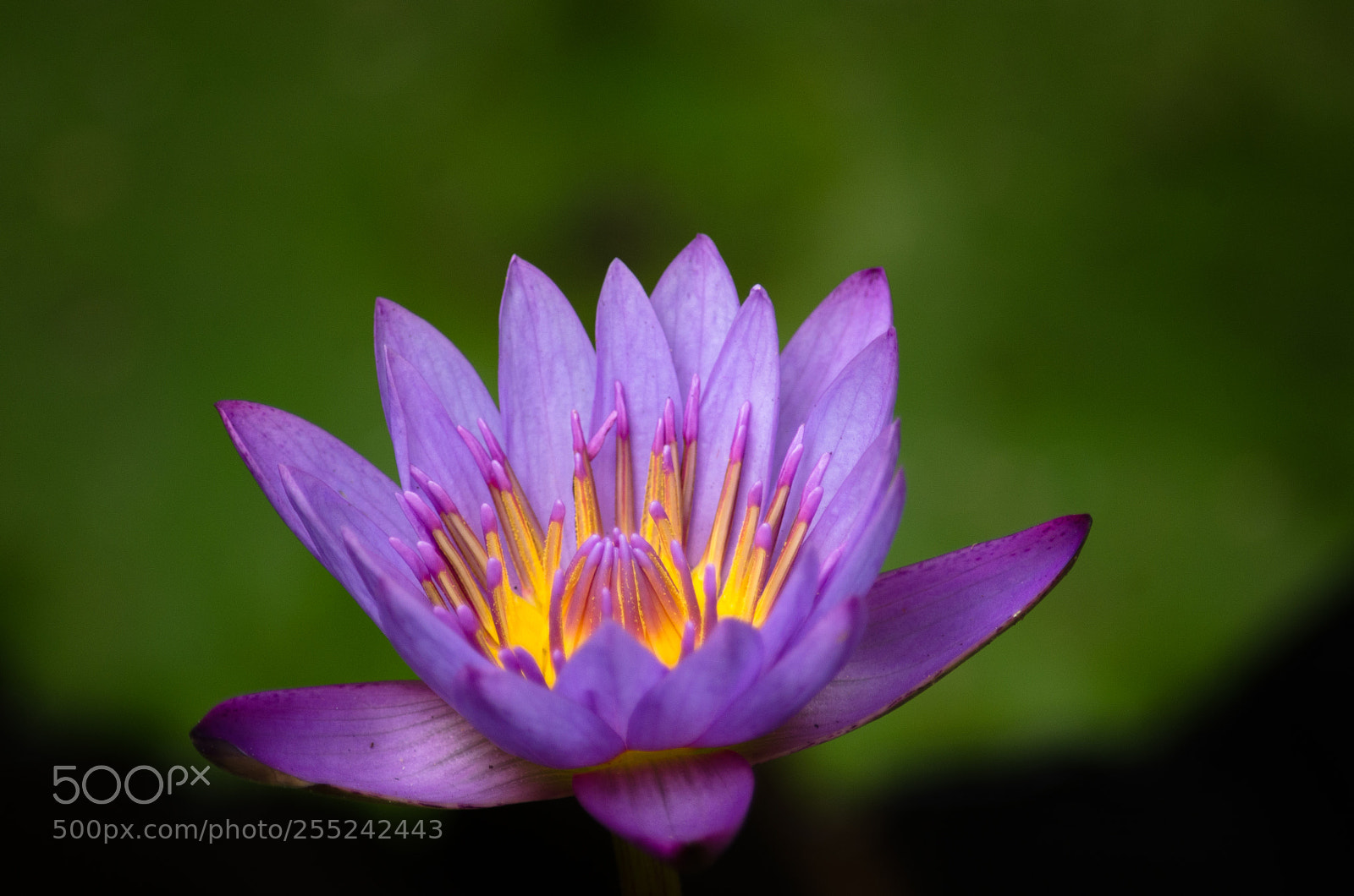 Nikon D7000 sample photo. Lotus photography