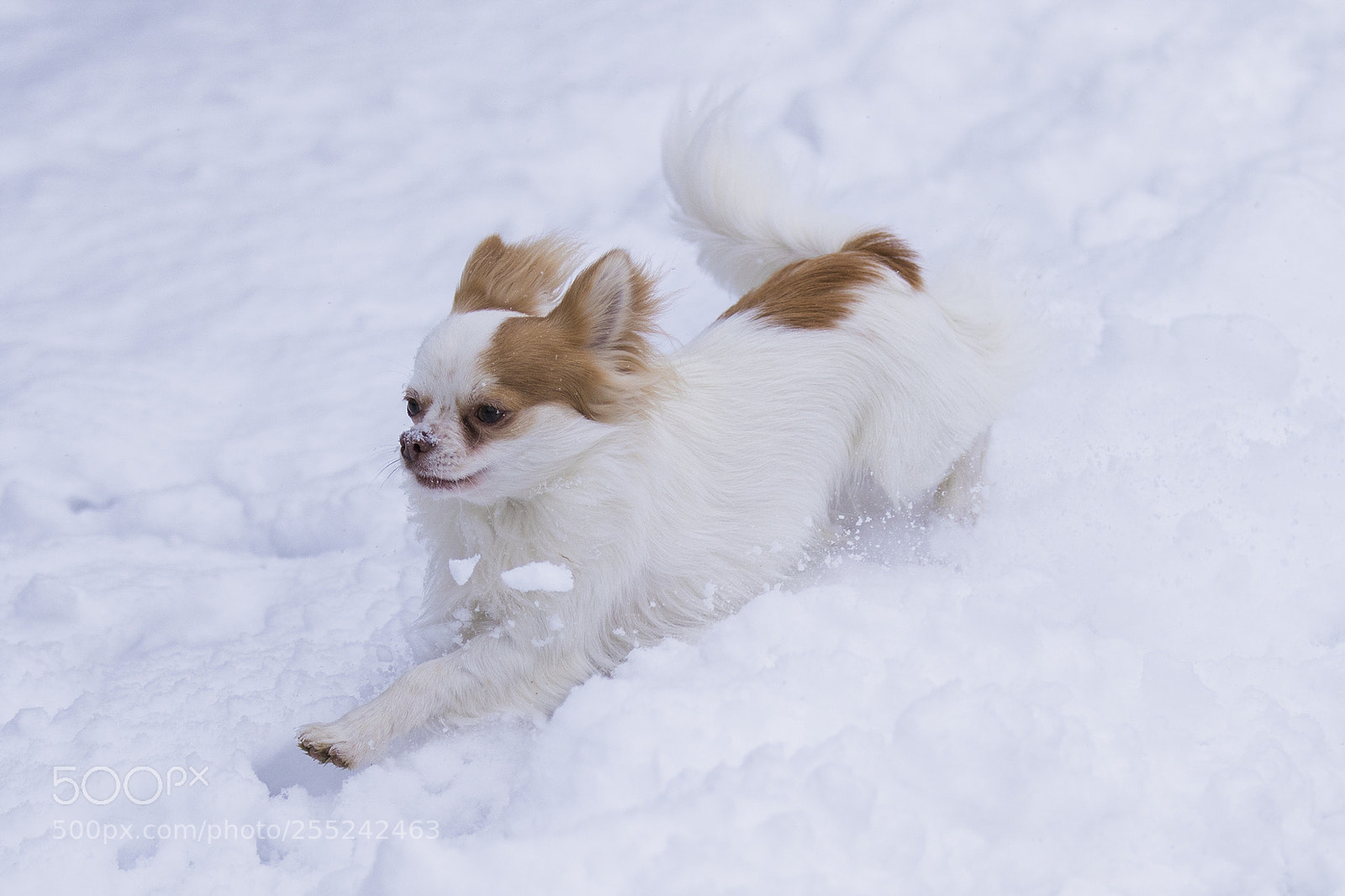 Canon EOS 7D Mark II sample photo. Snow dog photography