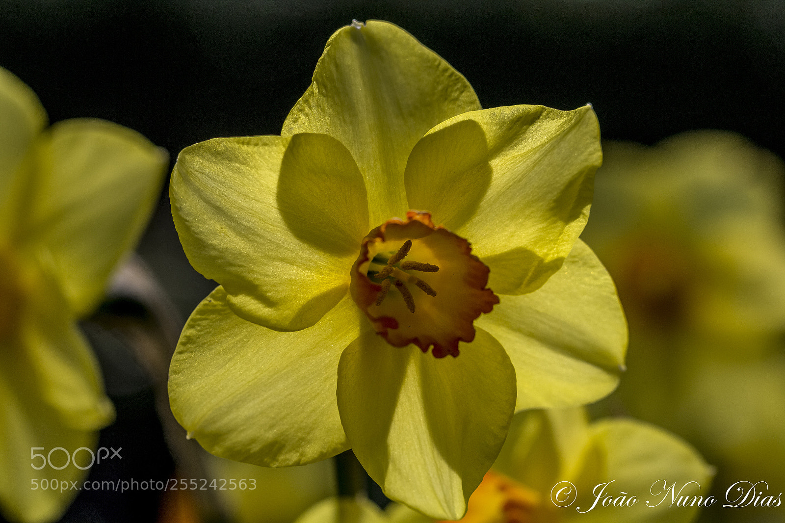 Canon EOS 60D sample photo. Yellow flower photography