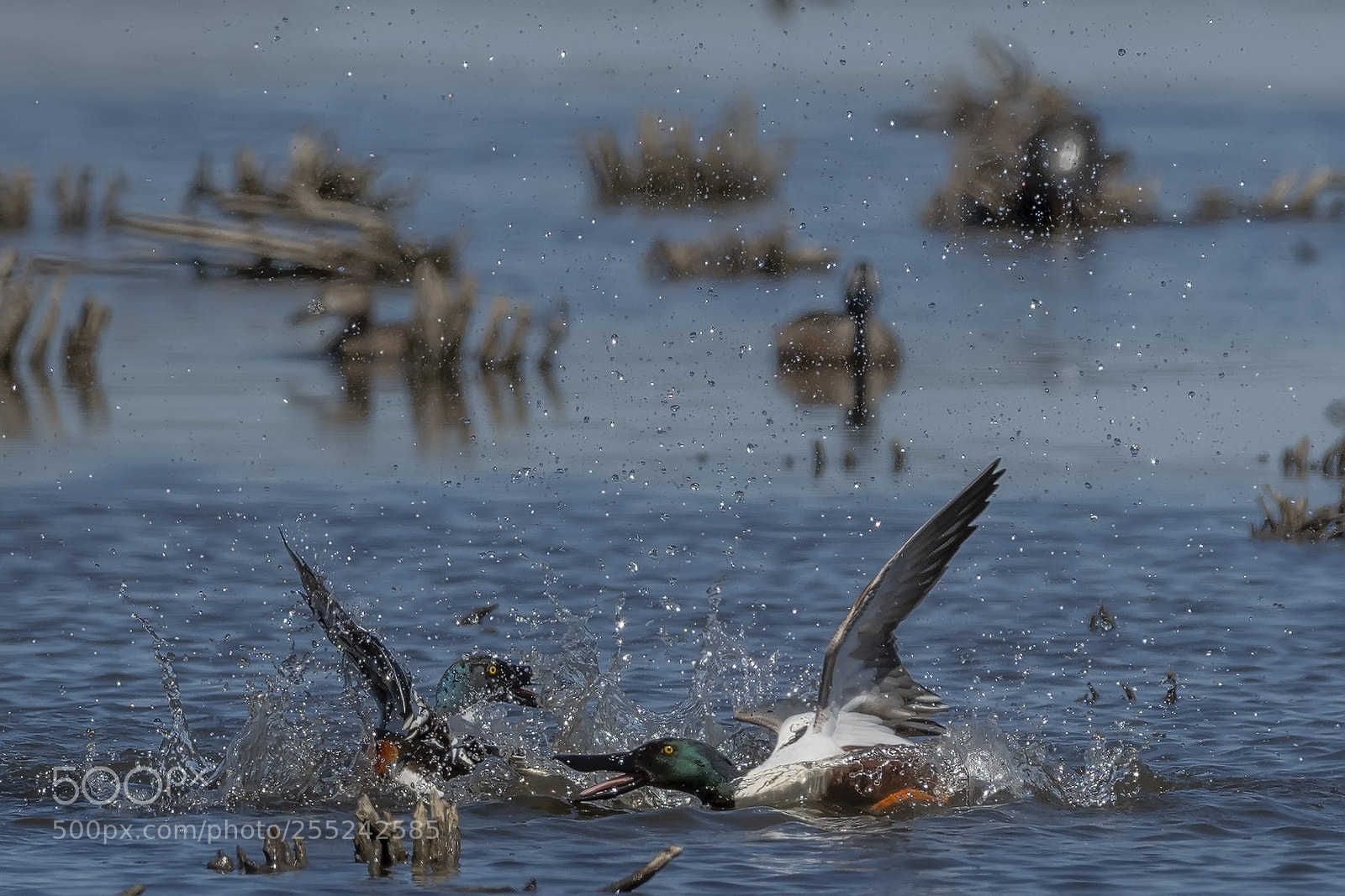 Nikon D850 sample photo. Northern shoveler fight photography
