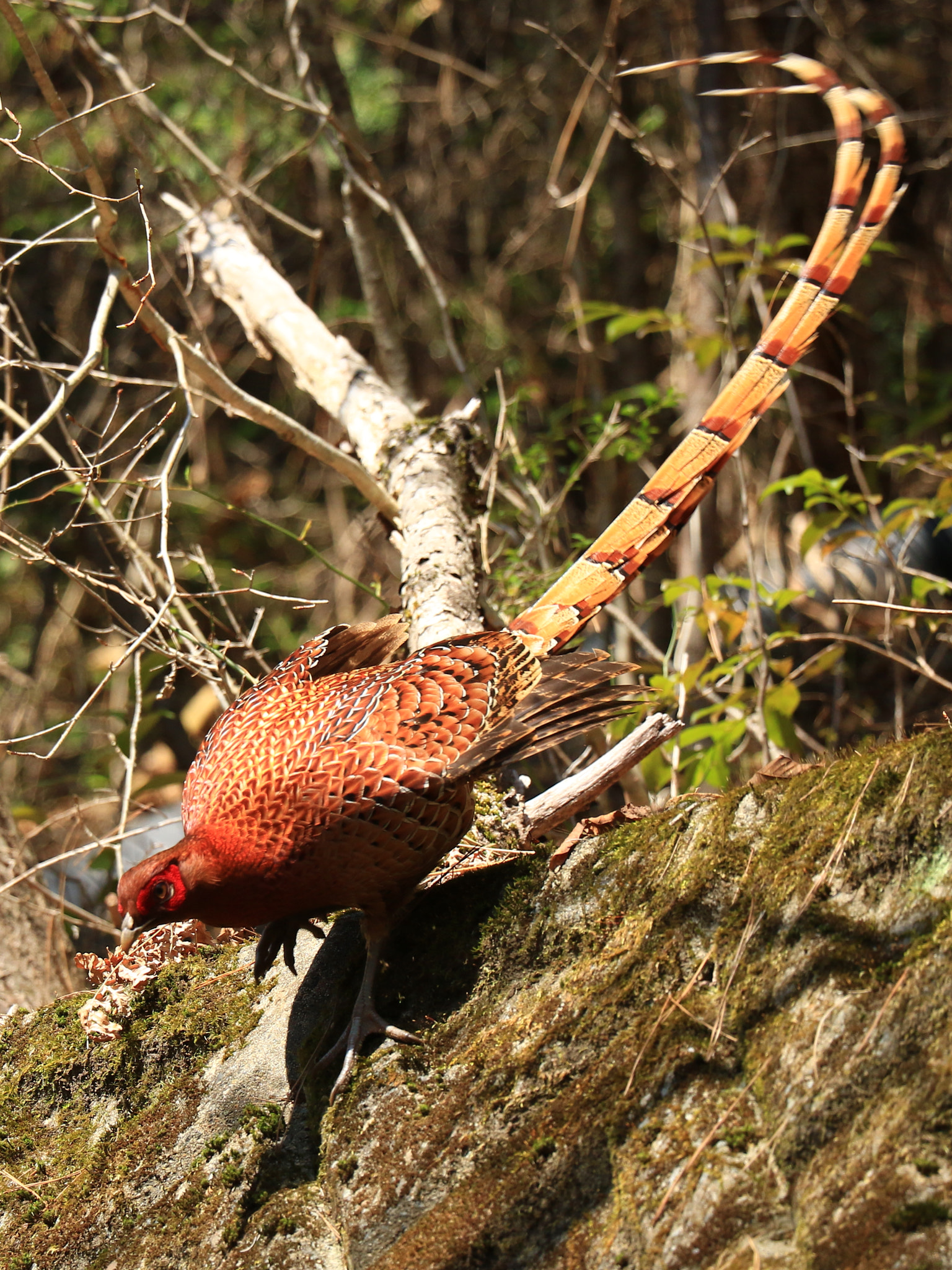 Canon EOS 7D Mark II + Canon EF-S 18-135mm F3.5-5.6 IS STM sample photo. ヤマドリ  copper pheasant photography