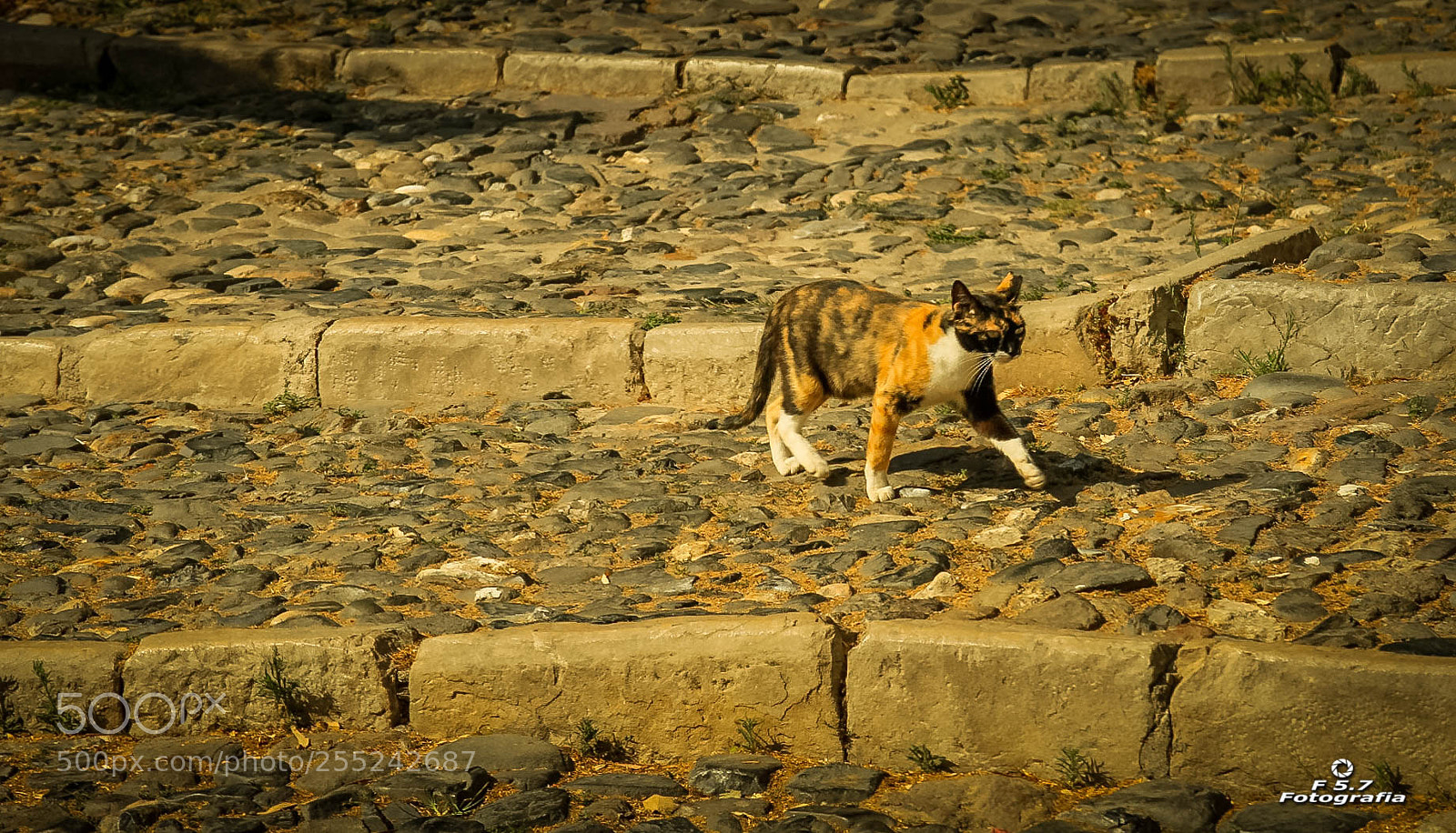 Canon EOS 7D sample photo. El gato - alcazaba photography