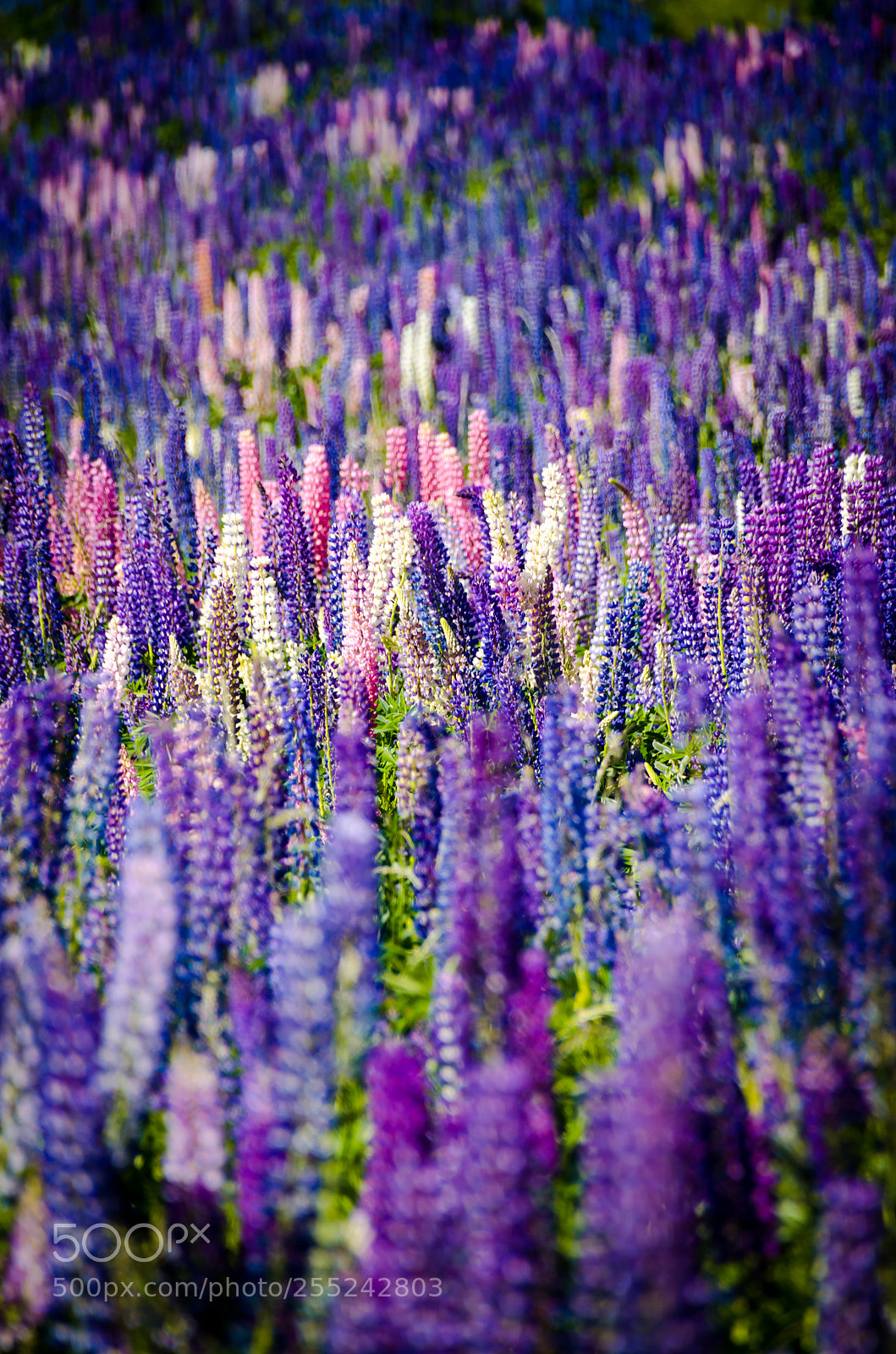 Nikon D7000 sample photo. Lupines near lake tekapo photography