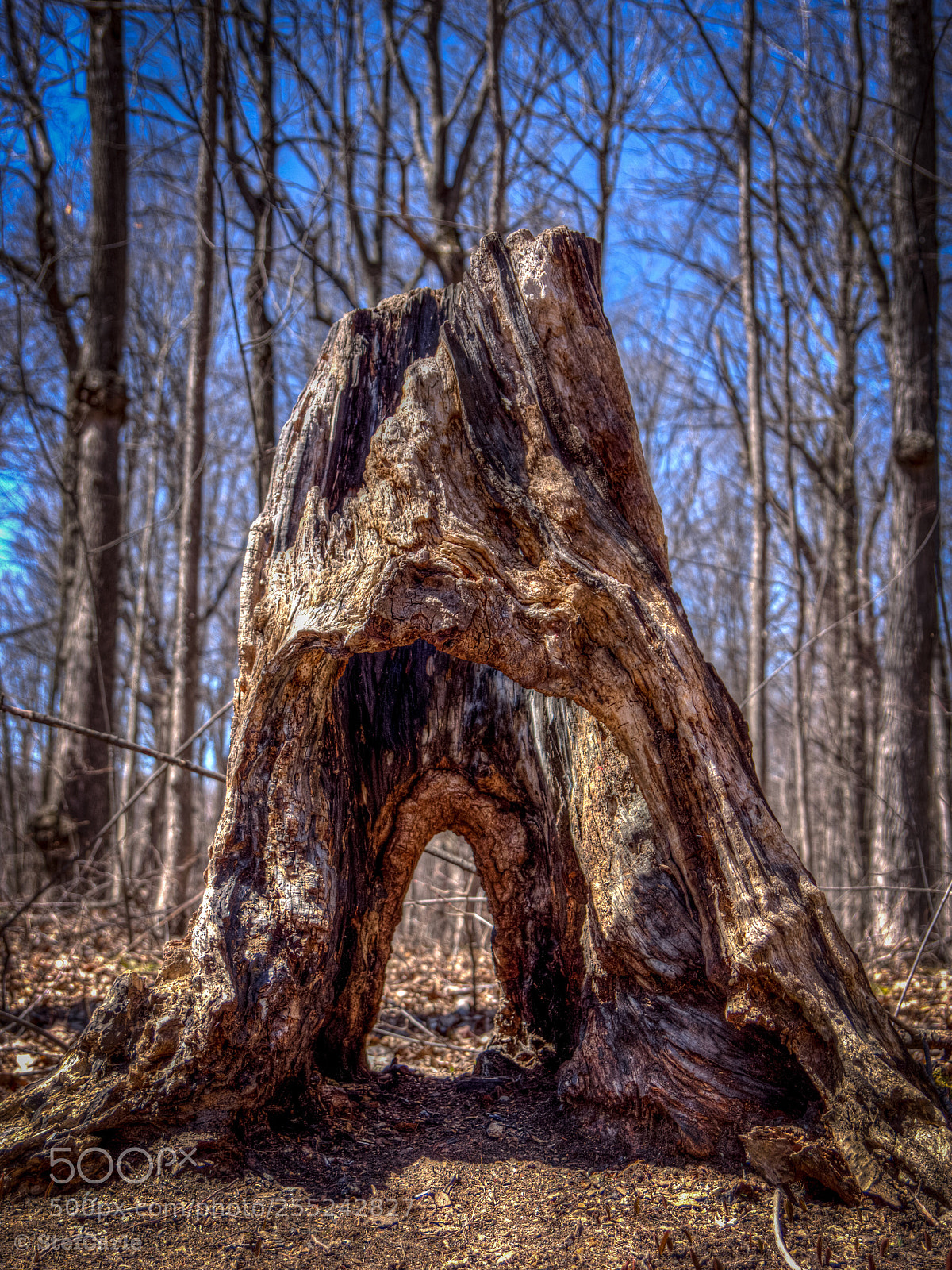 Sony SLT-A77 sample photo. Tree stump  photography