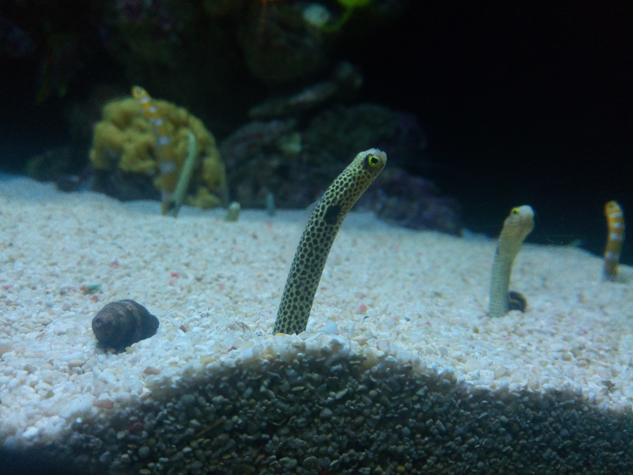 ASUS ZenFone 3 Max (ZC520TL) sample photo. Ocean eel photography