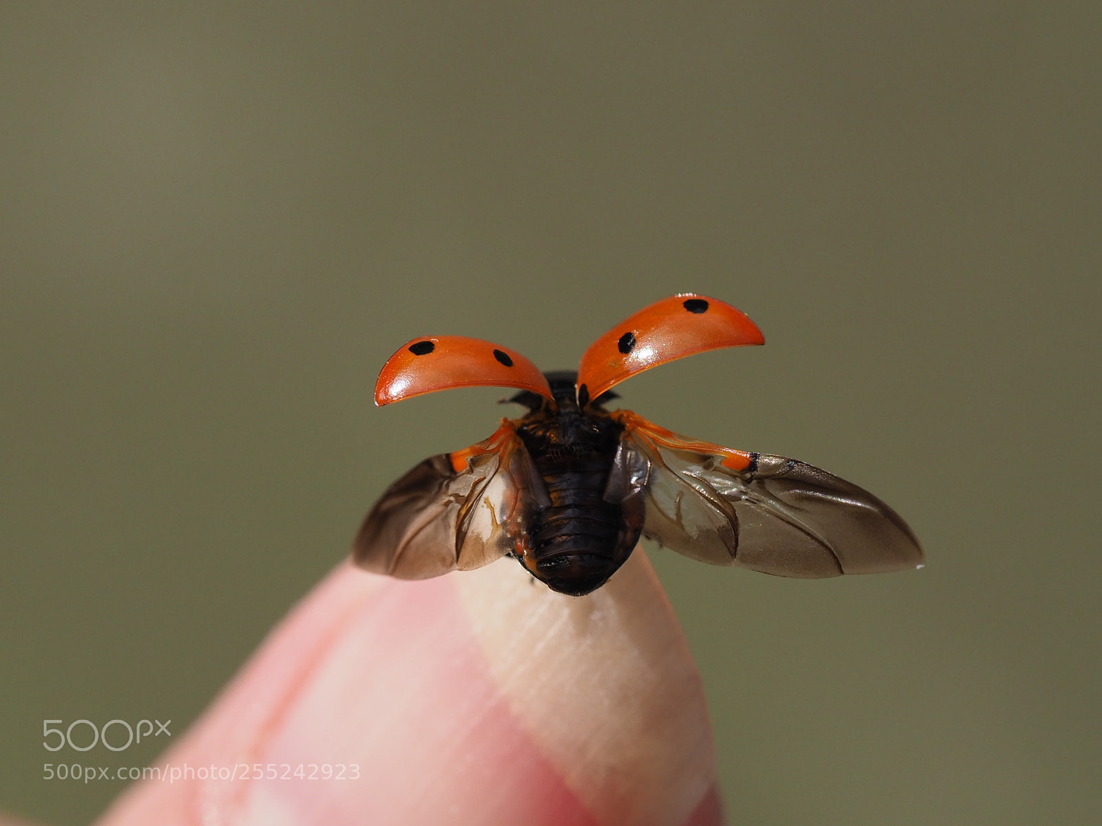 Olympus OM-D E-M1 Mark II sample photo. Ladybird . . . ladybird . . . photography