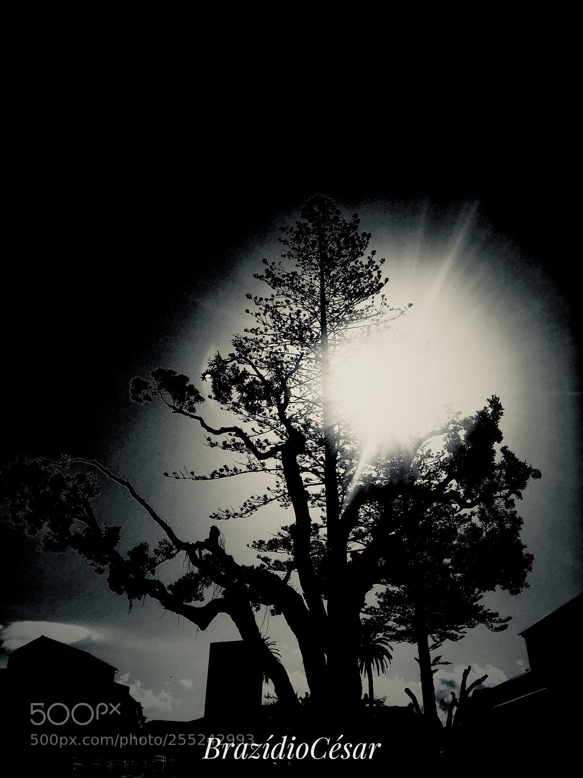 Apple iPhone 6s sample photo. Untitled photography