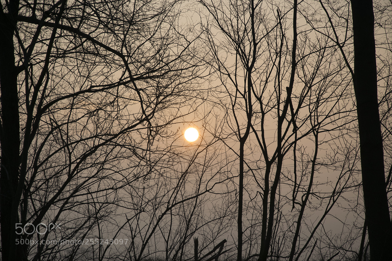 Nikon D5300 sample photo. Sun and trees photography