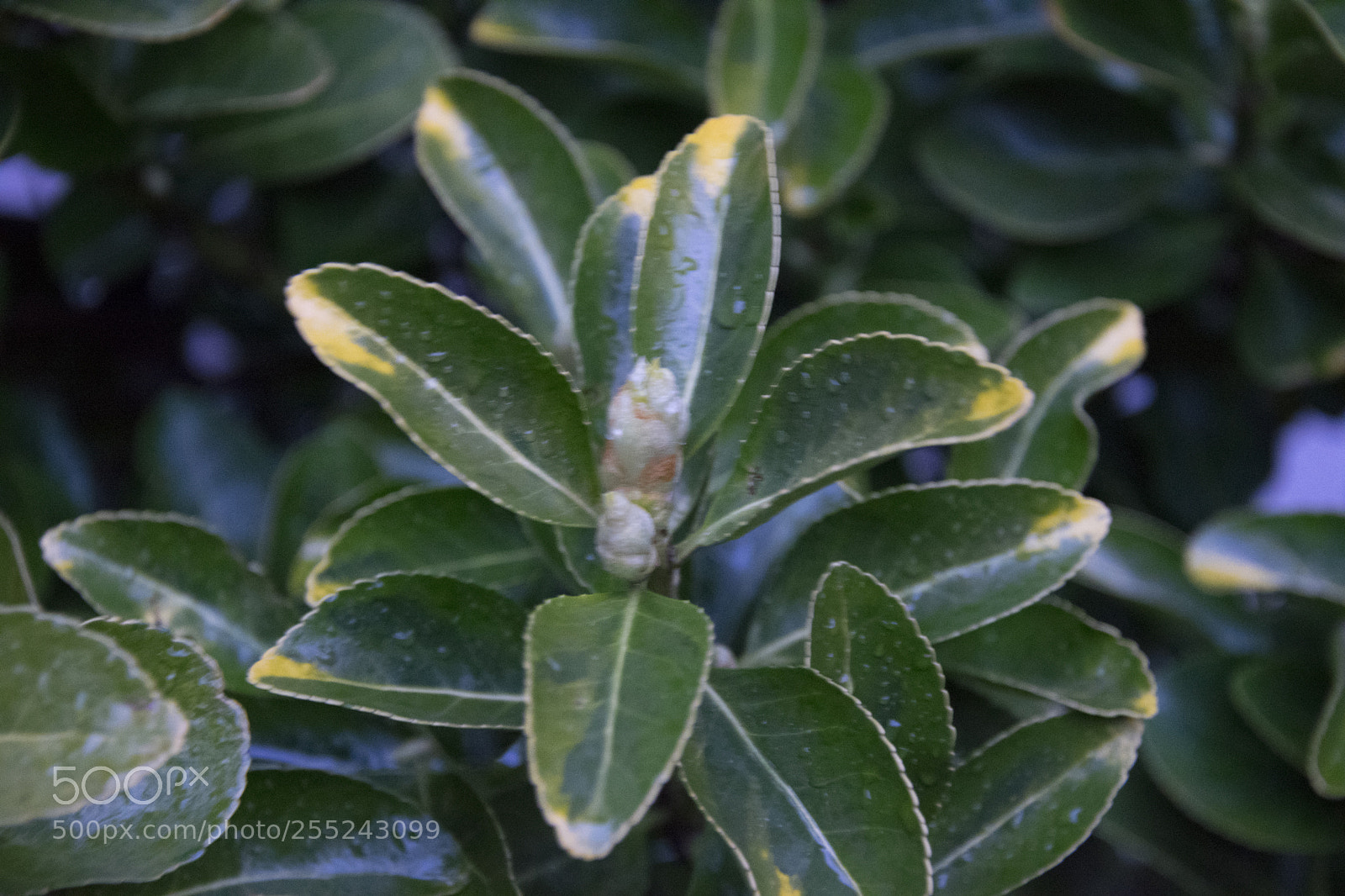 Nikon D5300 sample photo. Green leaf photography