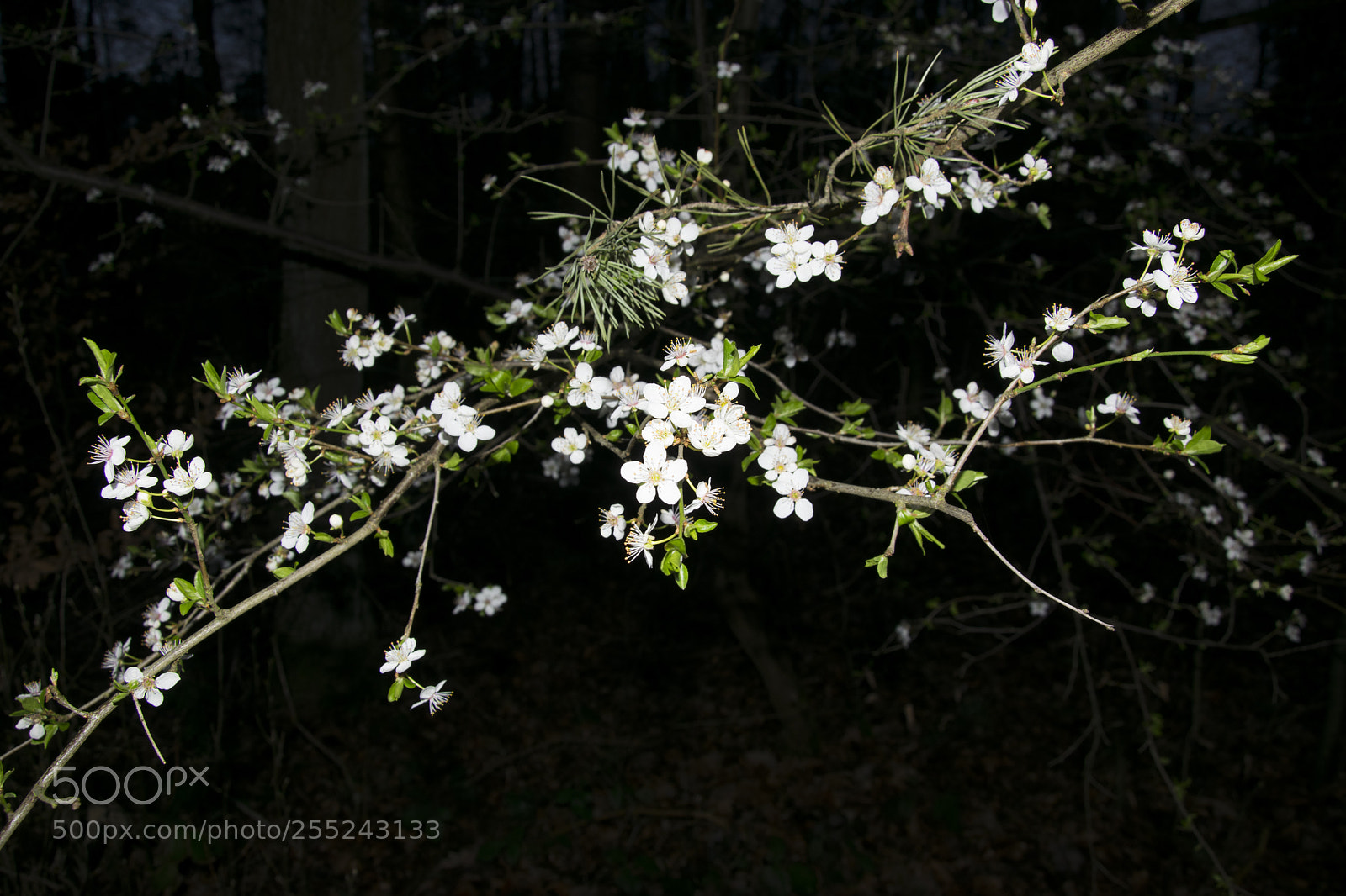 Nikon D5300 sample photo. White photography