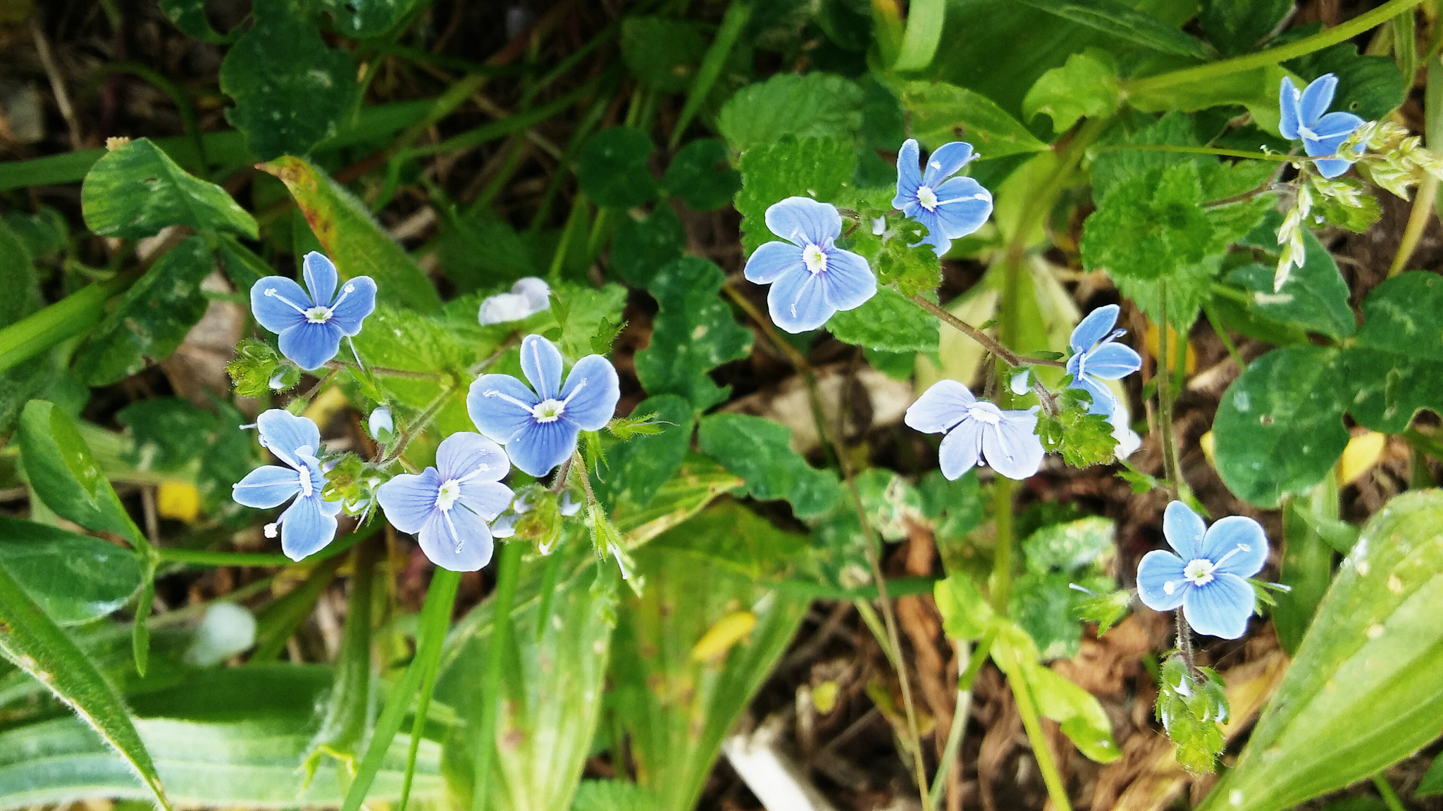 LG K10 sample photo. Little blue flowers photography