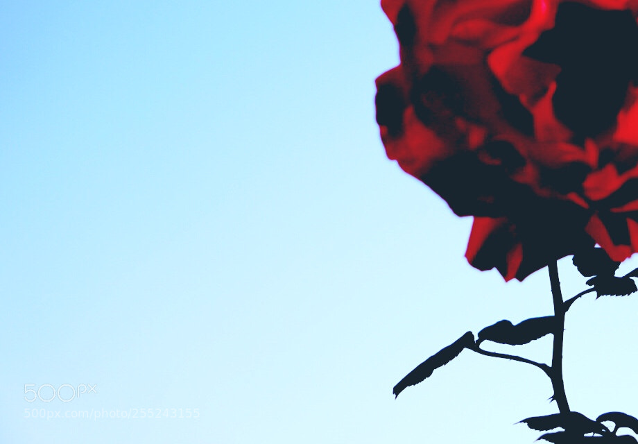 Sony a6000 sample photo. Rose photography